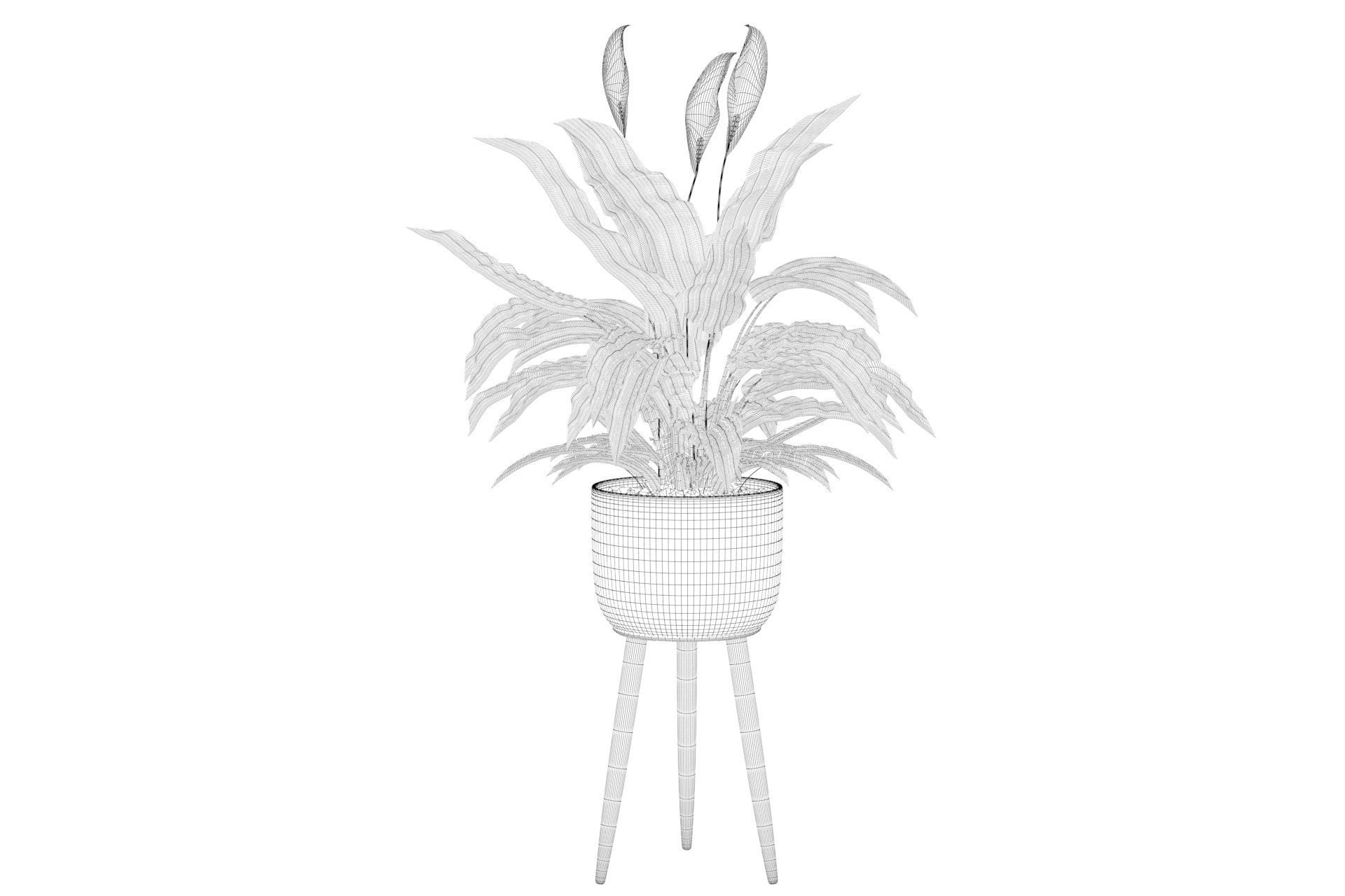 Peace Lily 01 3D model_4