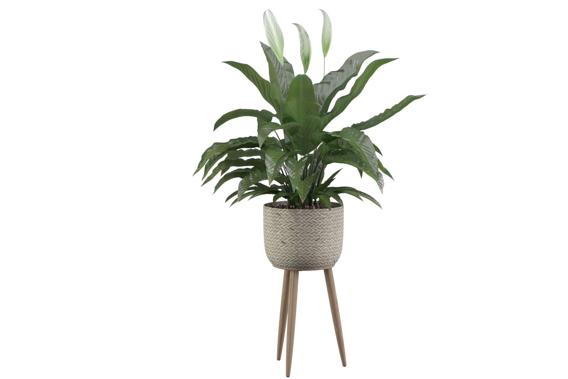 Peace Lily 01 3D model_36