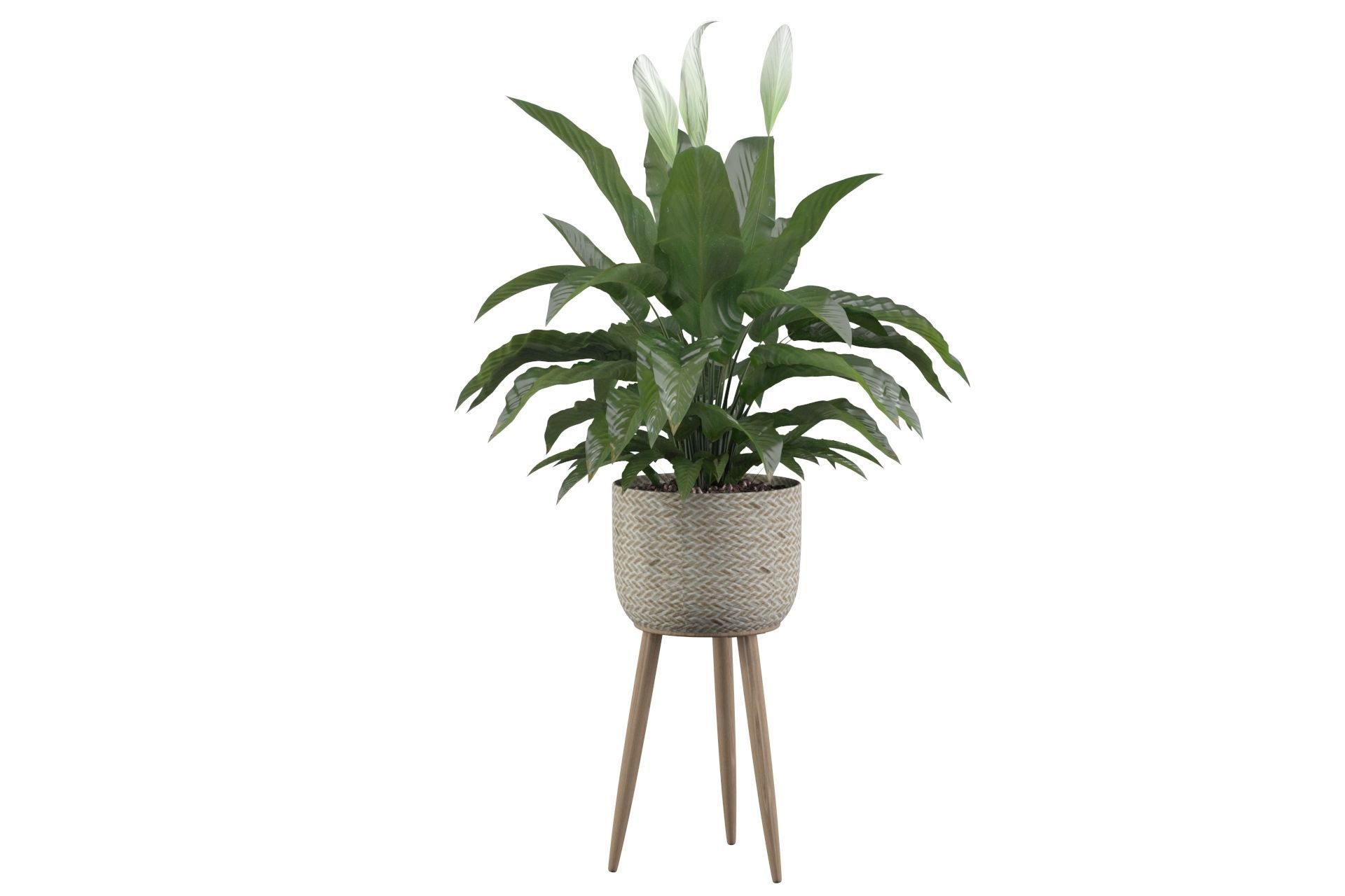 Peace Lily 01 3D model_28