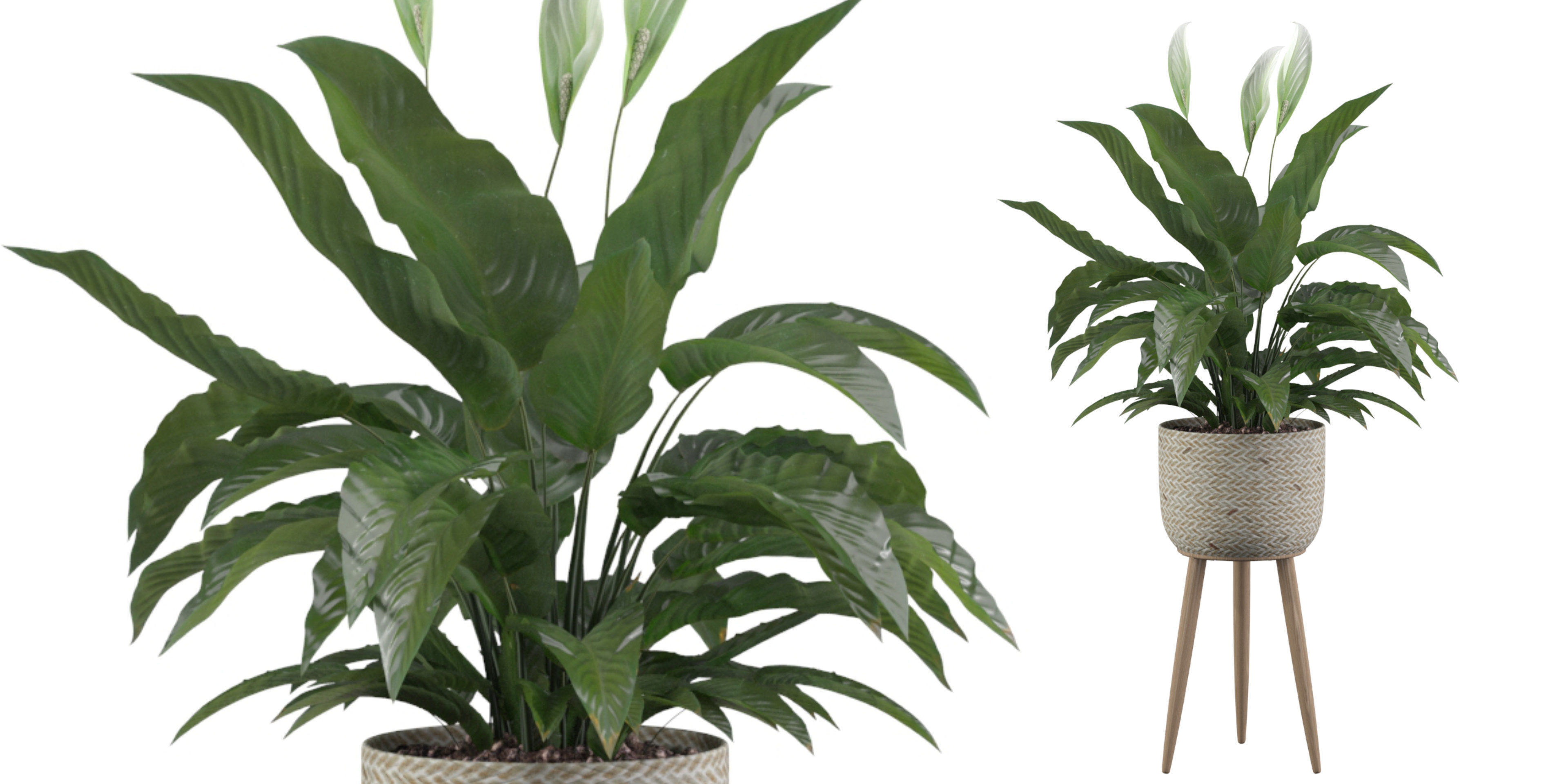 Peace Lily 01 3D model_45
