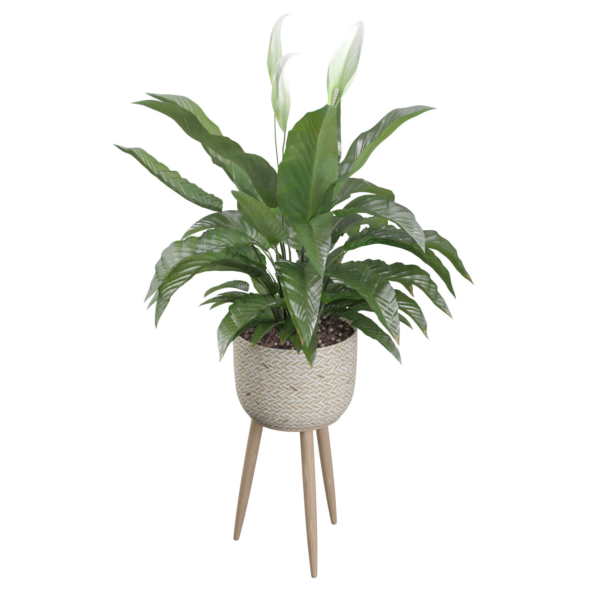 Peace Lily 01 3D model_35