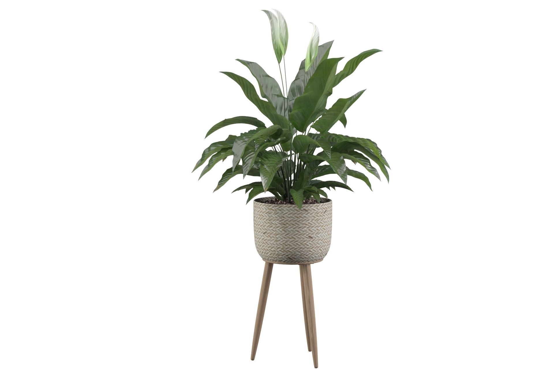 Peace Lily 01 3D model_9
