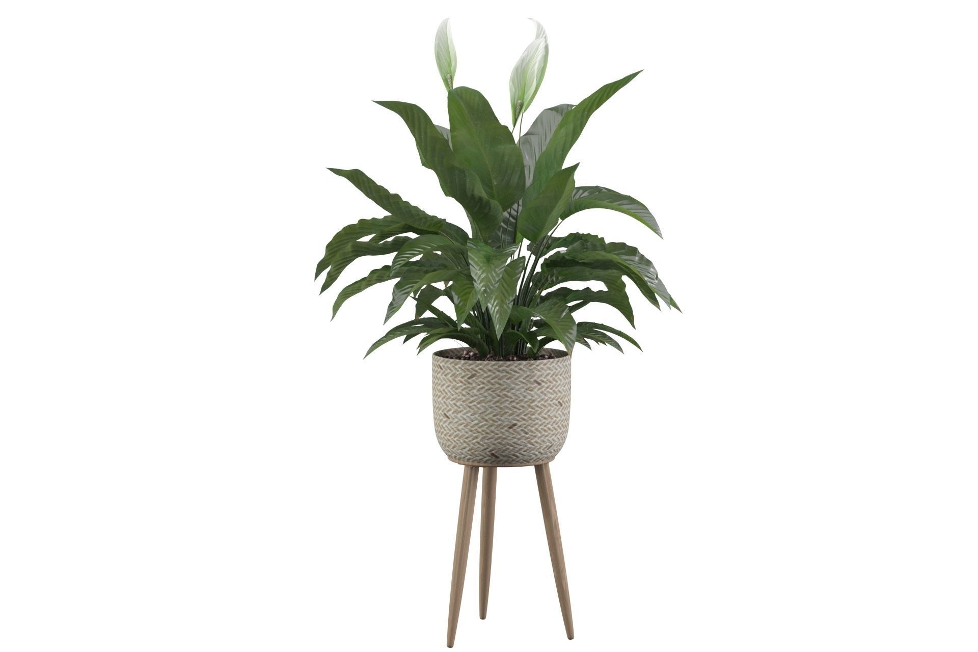 Peace Lily 01 3D model_22