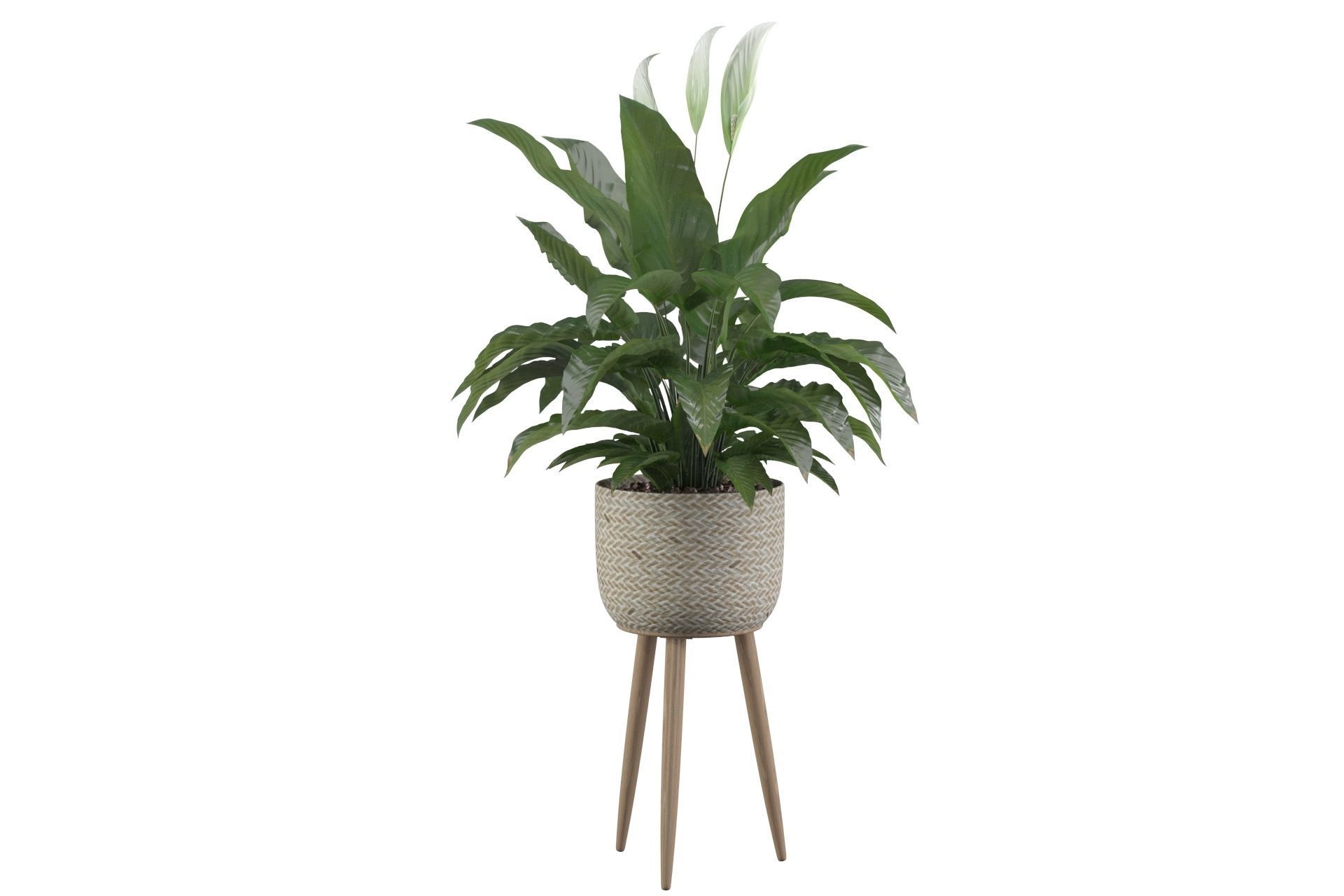 Peace Lily 01 3D model_34