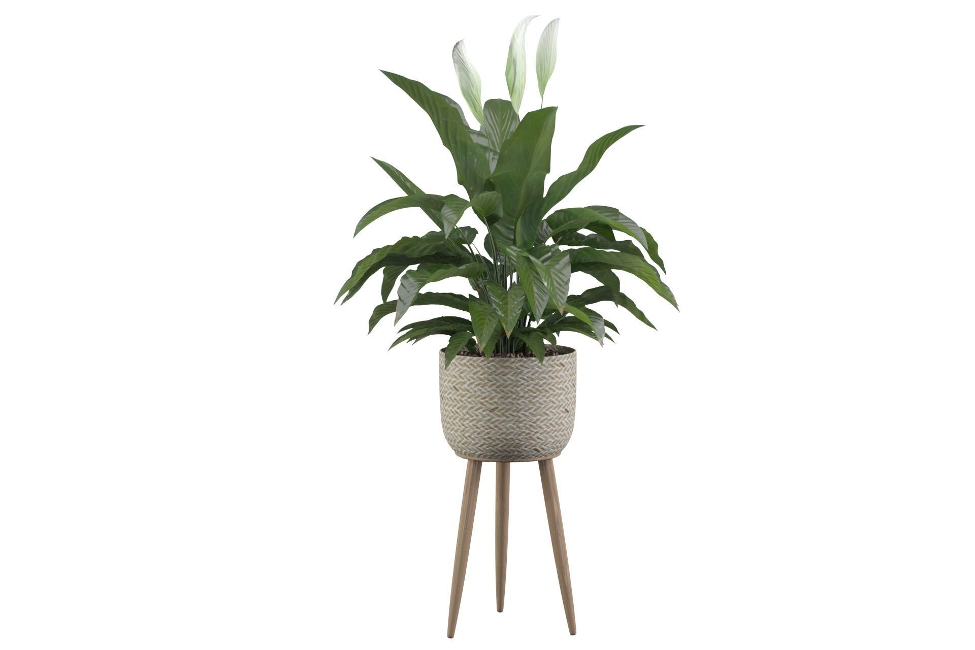 Peace Lily 01 3D model_37