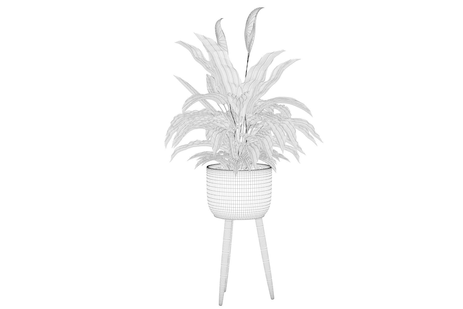 Peace Lily 01 3D model_6