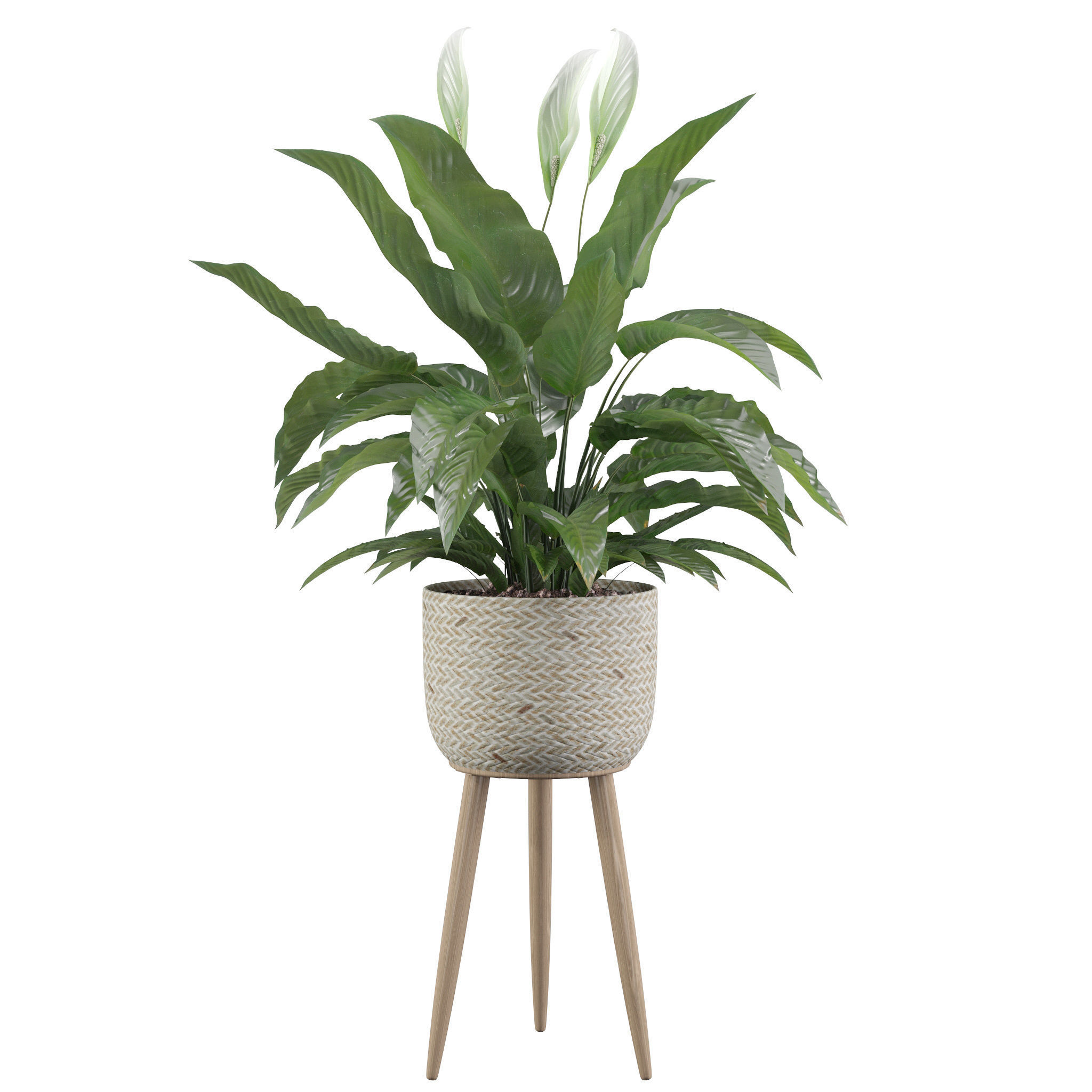 Peace Lily 01 3D model_39