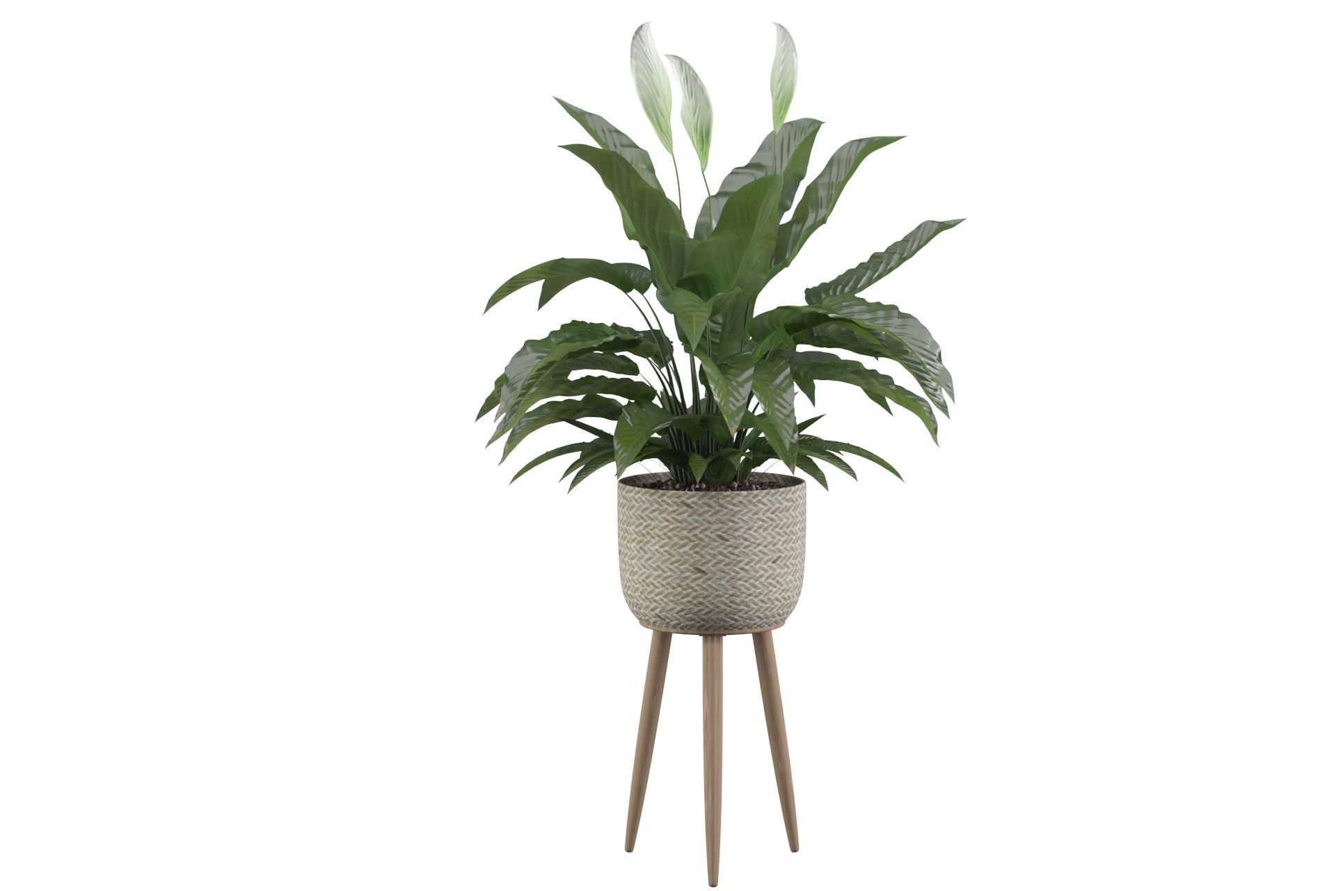 Peace Lily 01 3D model_19