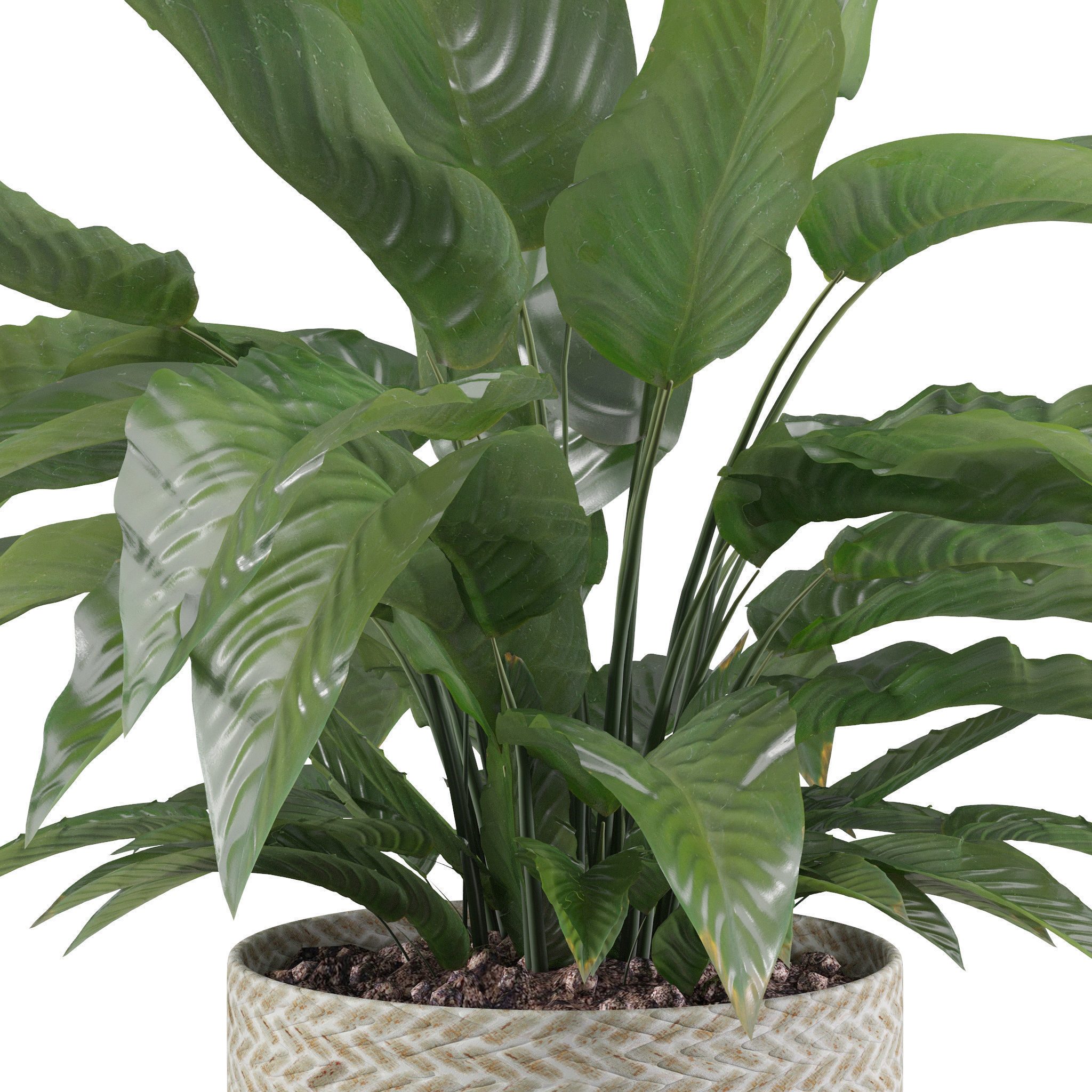 Peace Lily 01 3D model_2