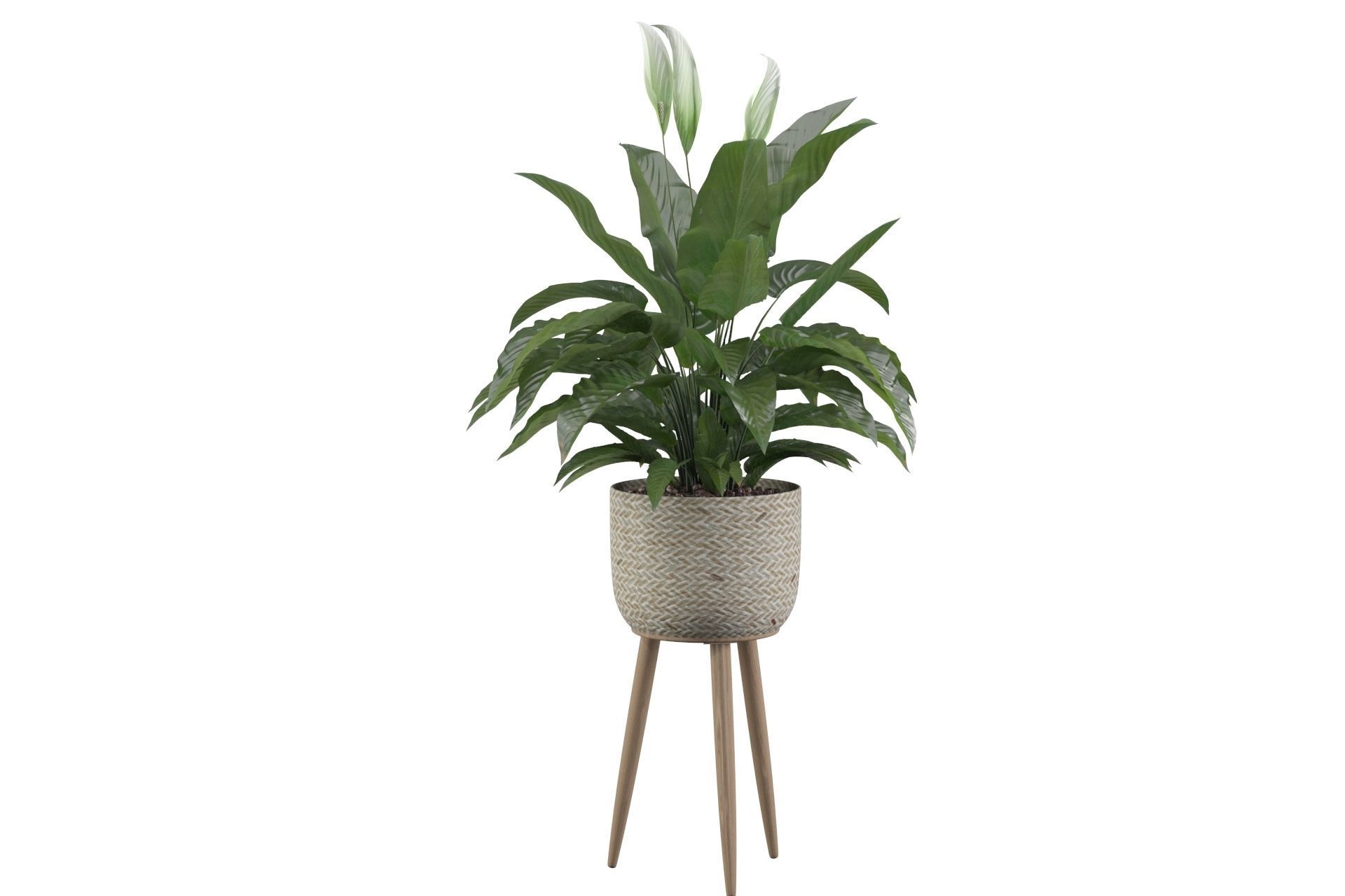 Peace Lily 01 3D model_18