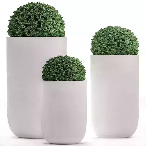 Ornamental bushes in flowerpots for parks and garden 499