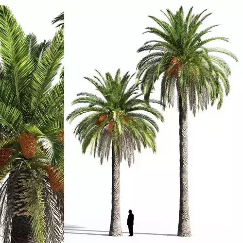 Canary island date palm 3D model