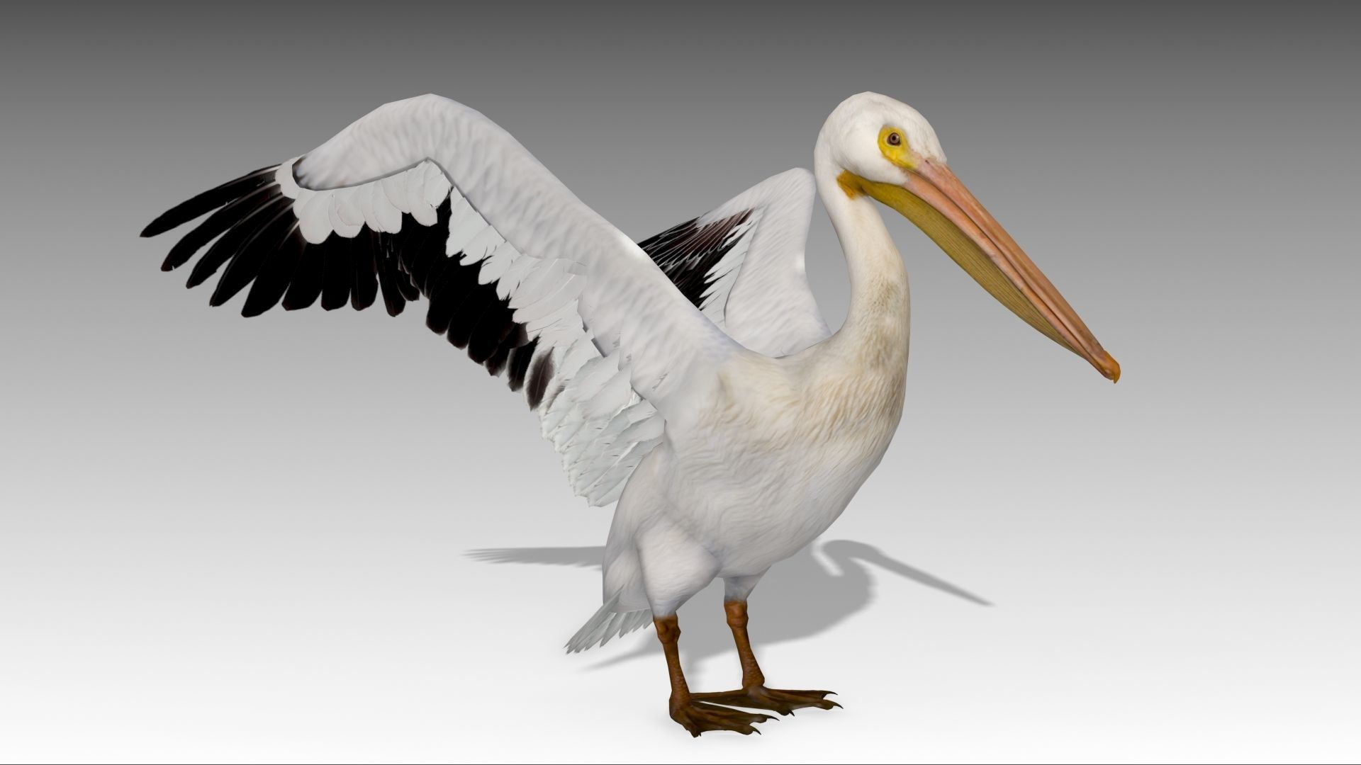 Pelican with beak Low-poly 3D model_4