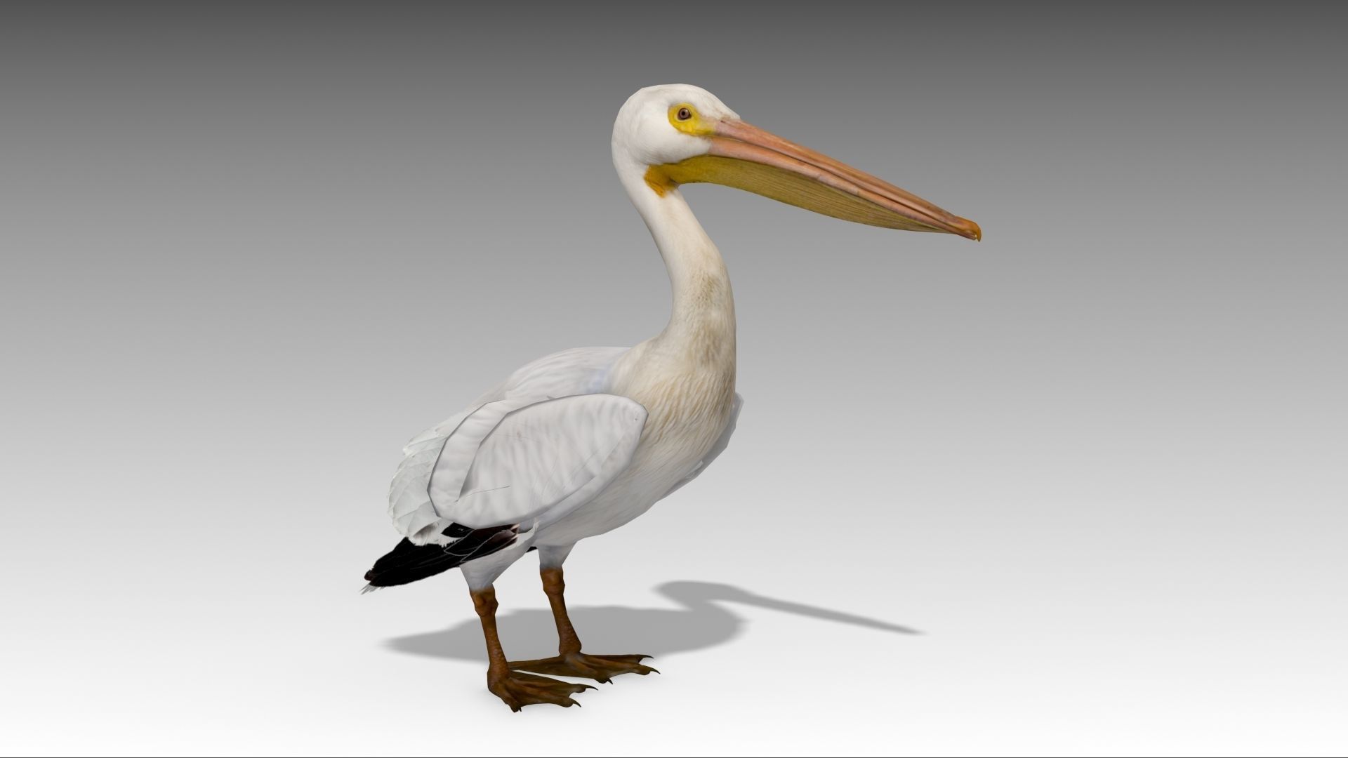Pelican with beak Low-poly 3D model_12