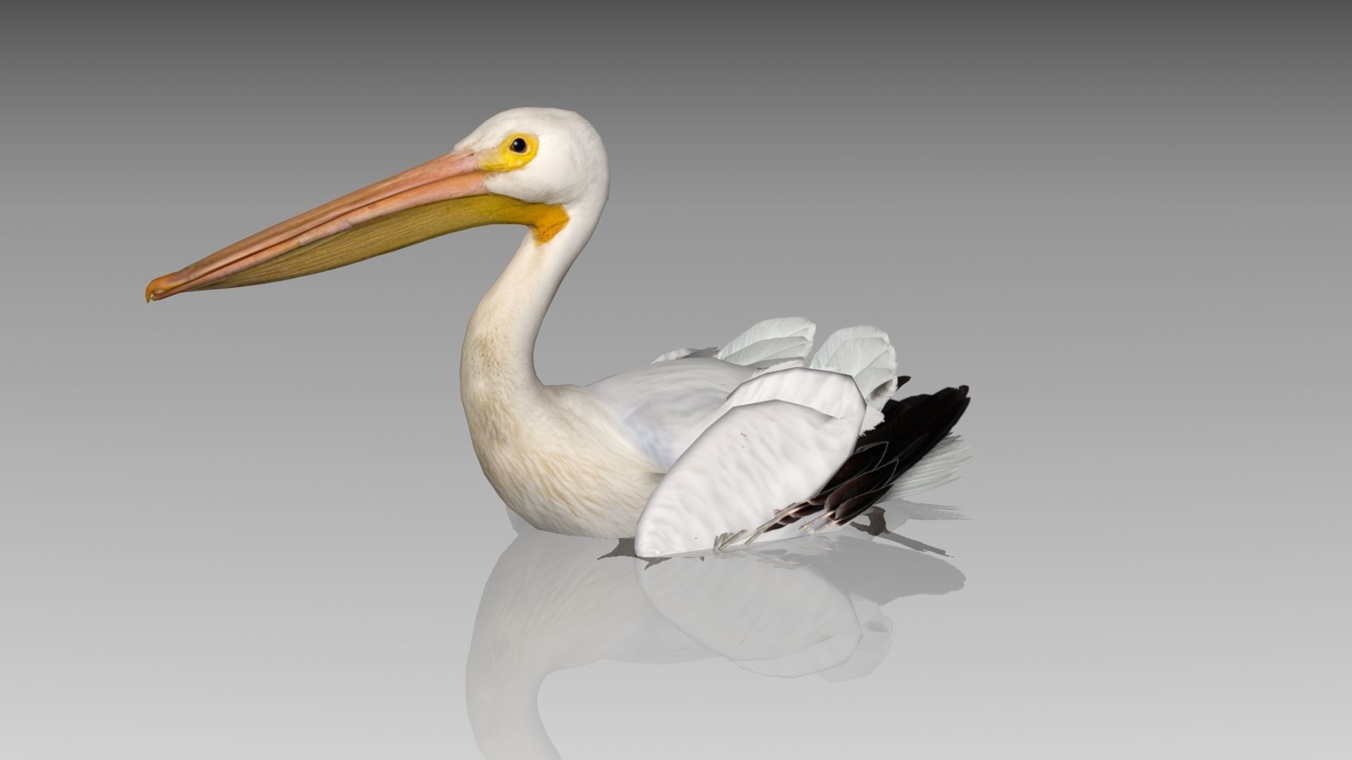 Pelican with beak Low-poly 3D model_3