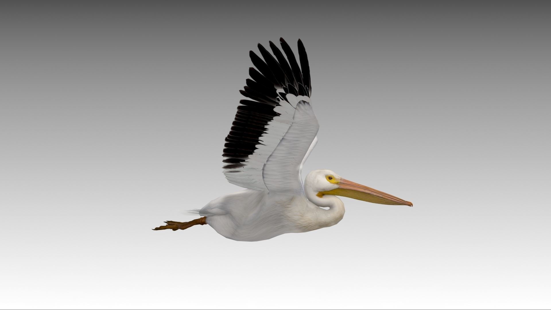 Pelican with beak Low-poly 3D model_6