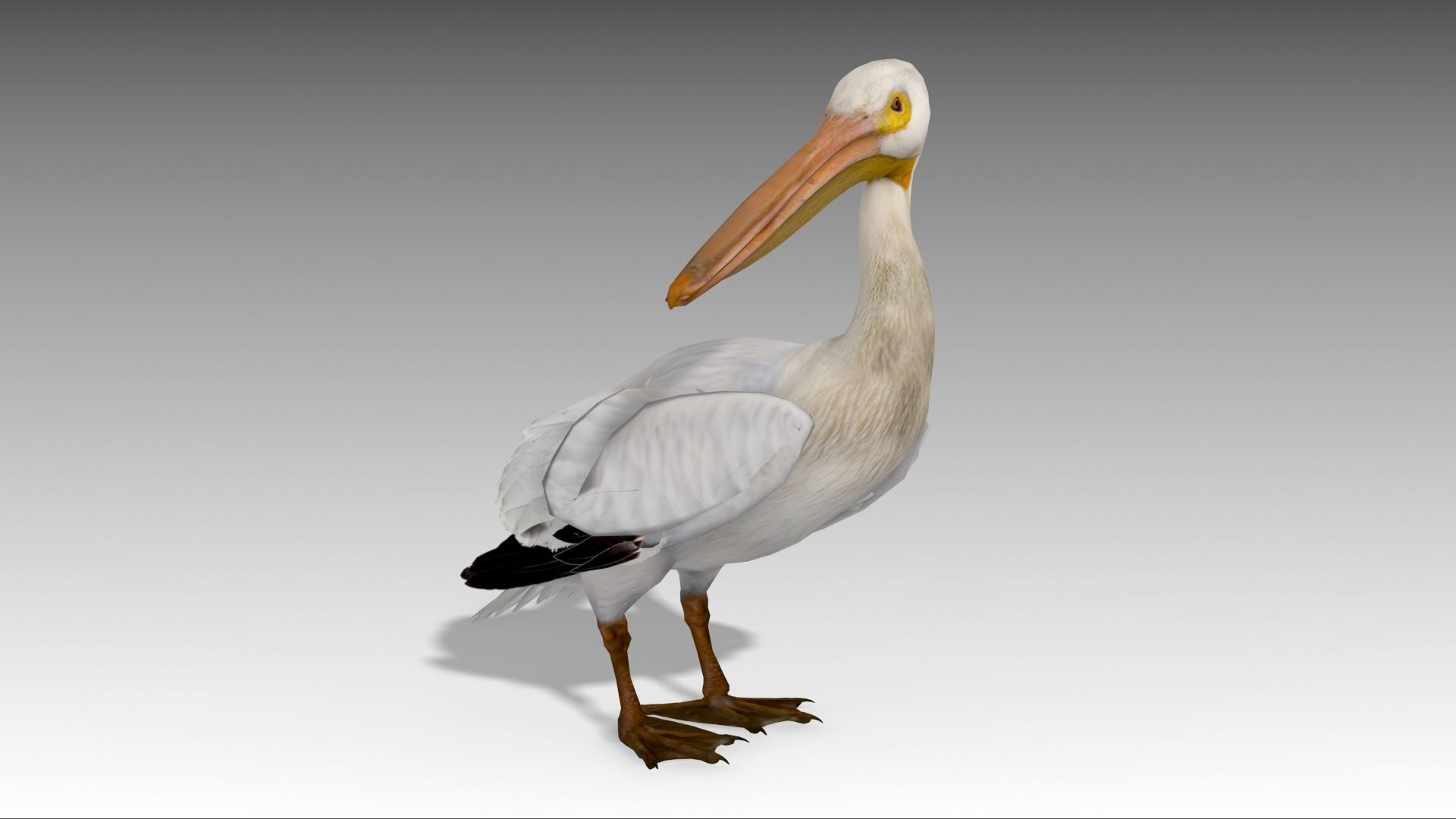 Pelican with beak Low-poly 3D model_5