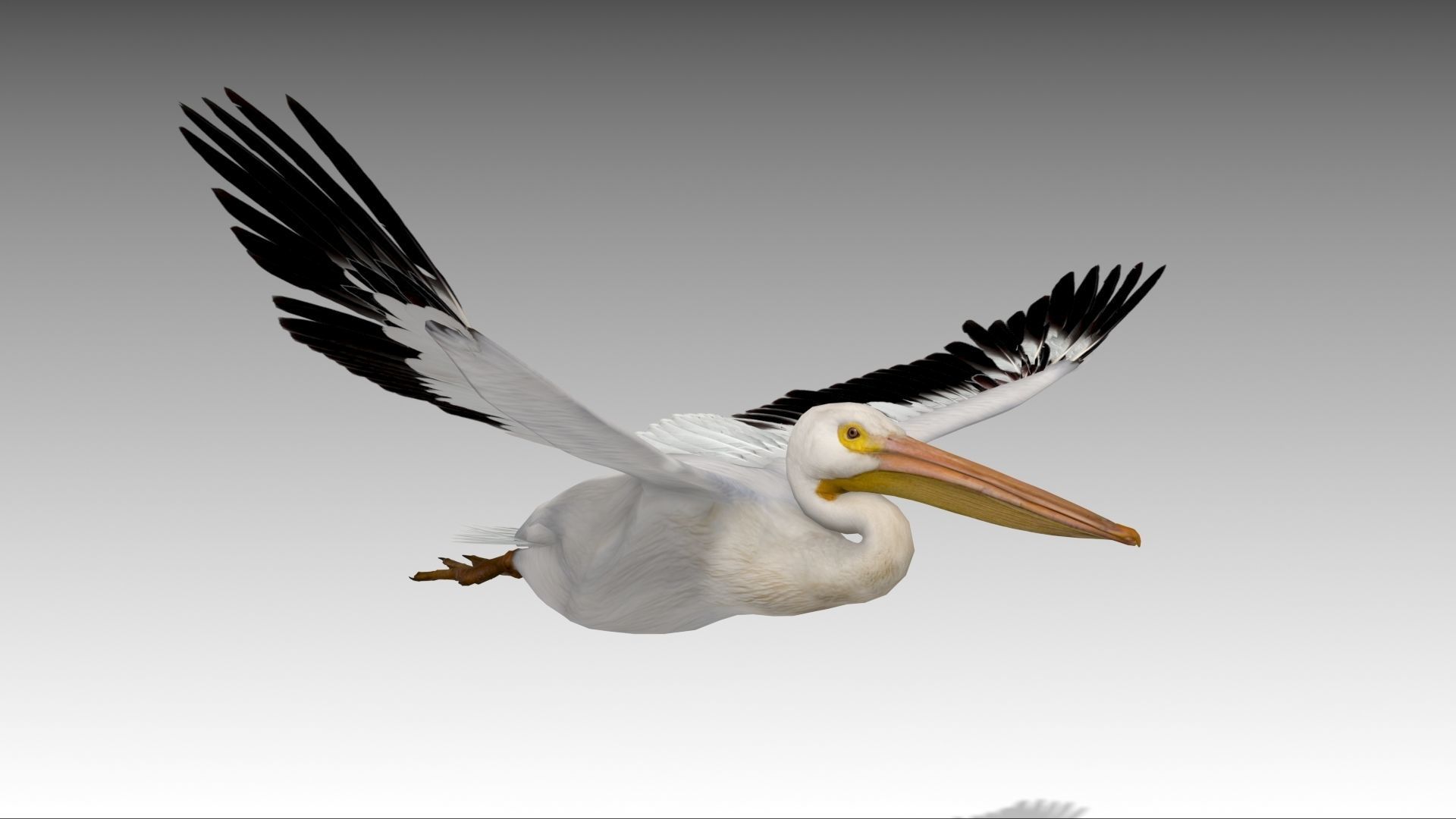 Pelican with beak Low-poly 3D model_10