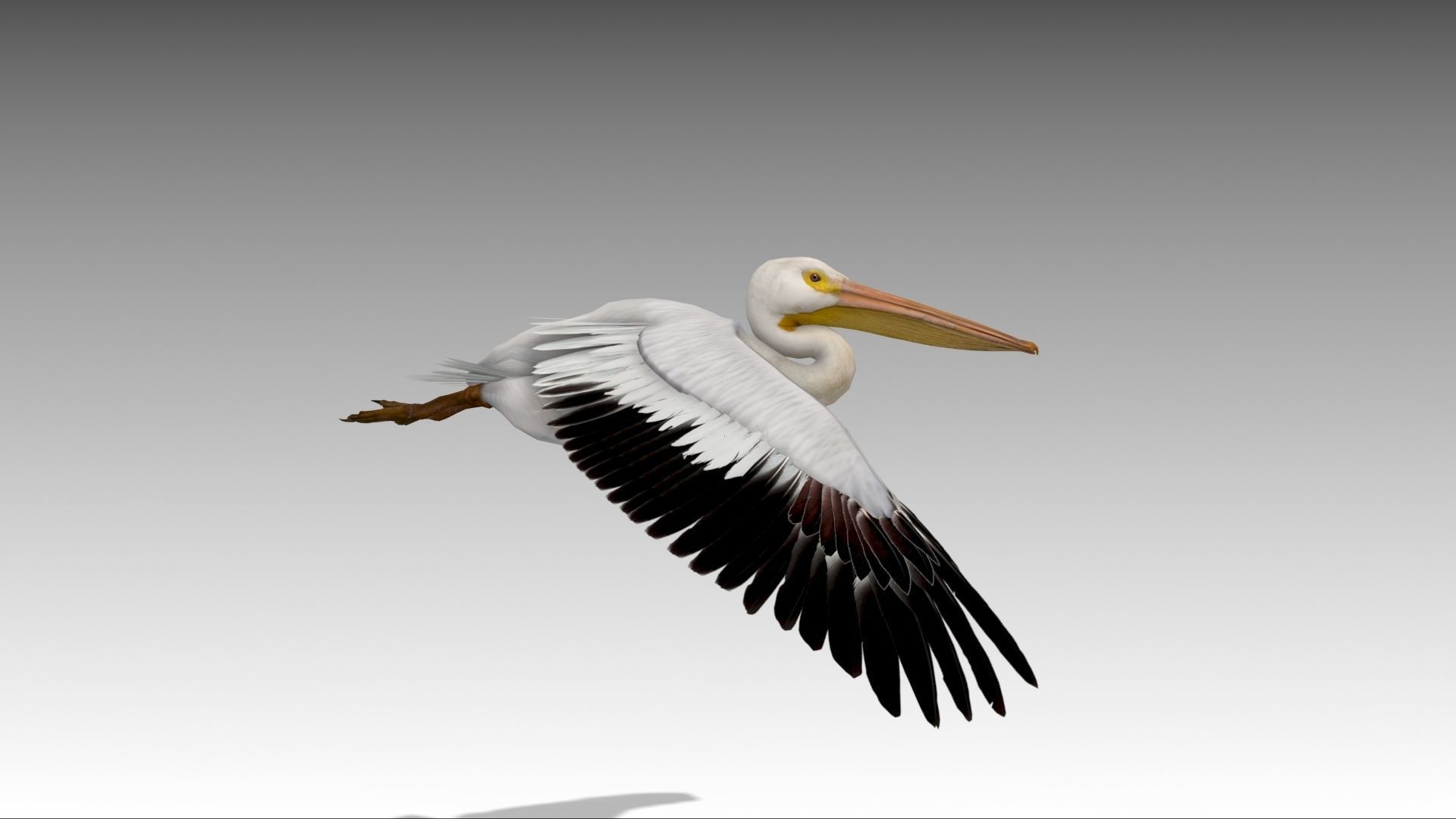 Pelican with beak Low-poly 3D model_7