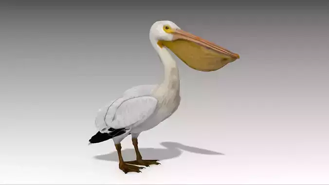 Pelican with beak Low-poly 3D model