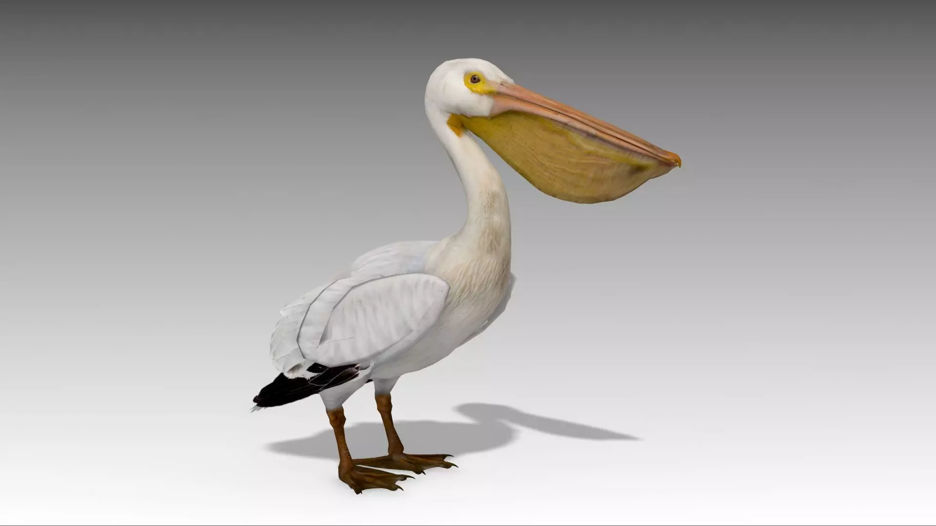 Pelican with beak Low-poly 3D model_0