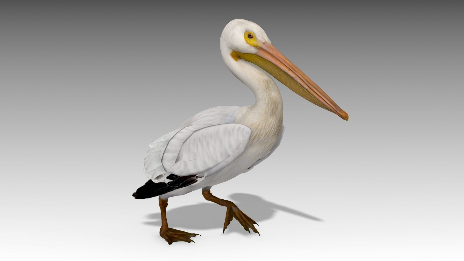 Pelican with beak Low-poly 3D model_11