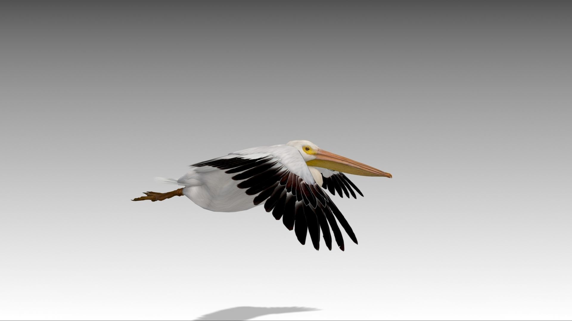 Pelican with beak Low-poly 3D model_8