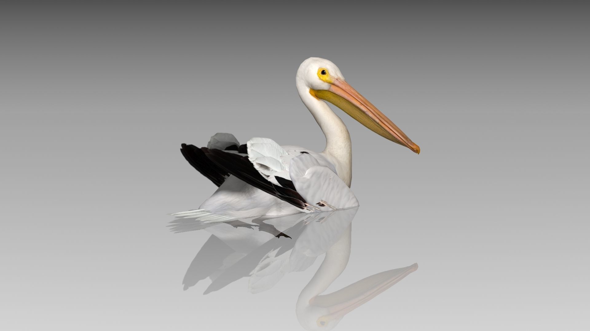 Pelican with beak Low-poly 3D model_2