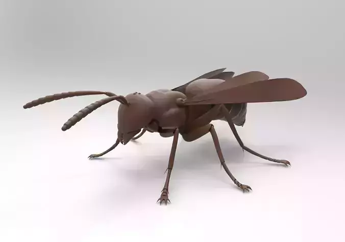 Bee model wasp 3D print model
