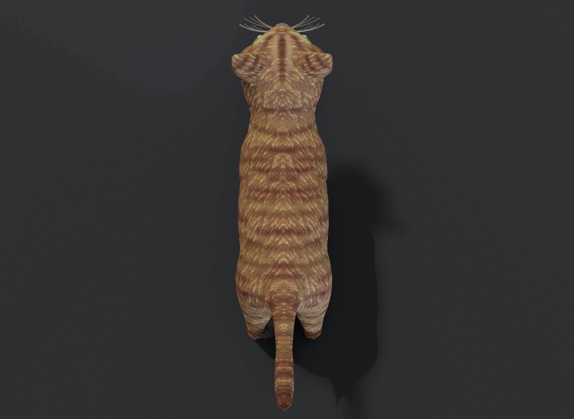 Cartoon Cat Orange 3D Model Low-poly 3D model_19