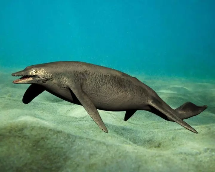 shastasaurus dolphin swimming in ocean 3D model_0