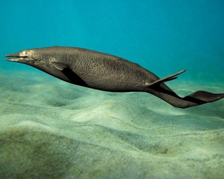 shastasaurus dolphin swimming in ocean 3D model_3