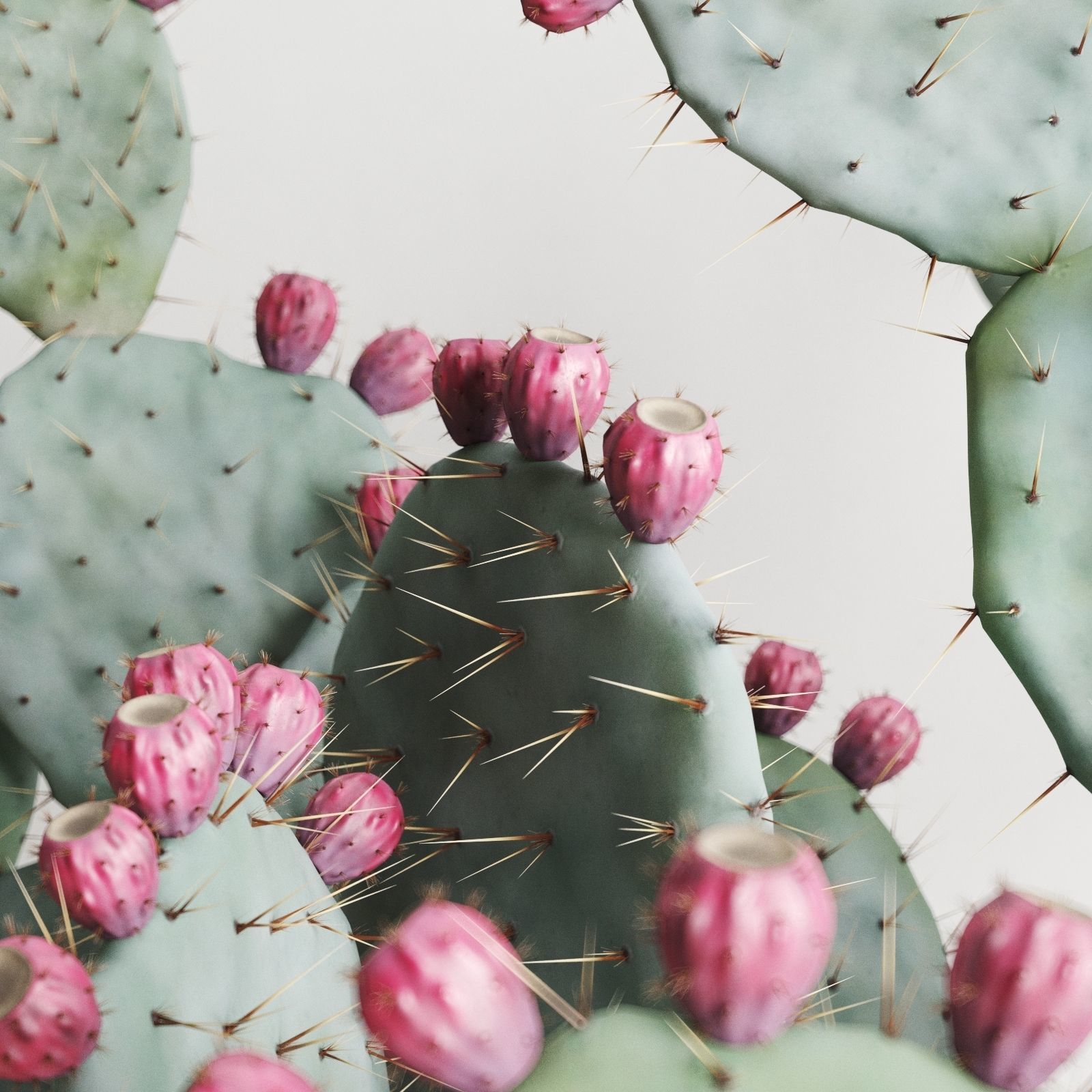 Opuntia In Concrete Planters  Cactus Set 3D model_5