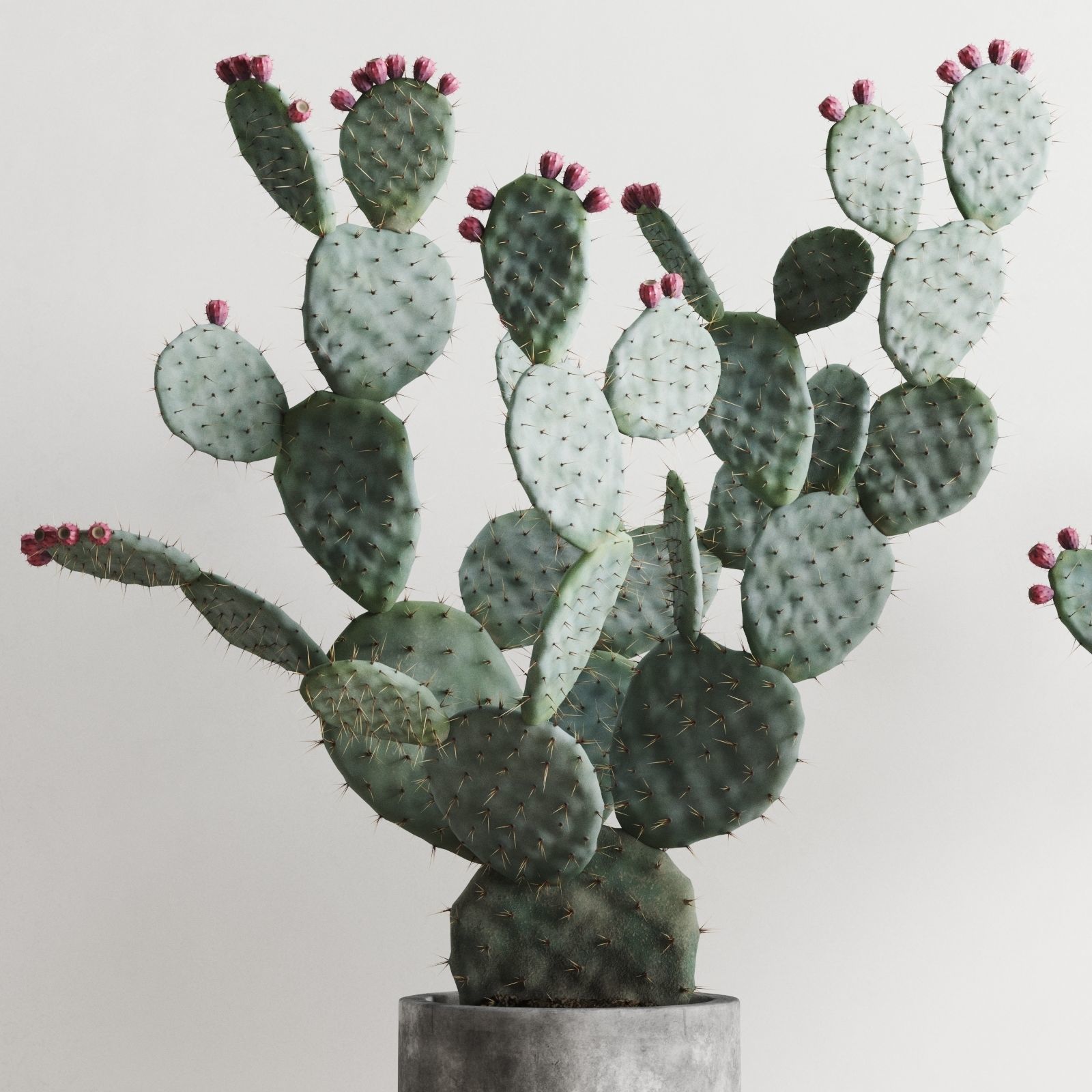 Opuntia In Concrete Planters  Cactus Set 3D model_3
