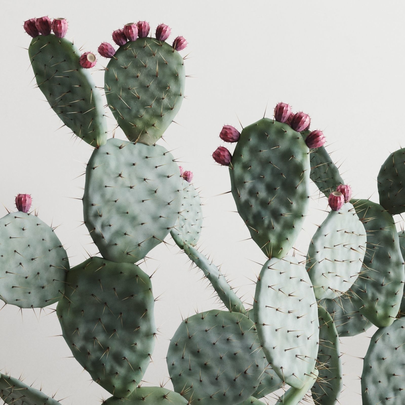 Opuntia In Concrete Planters  Cactus Set 3D model_1