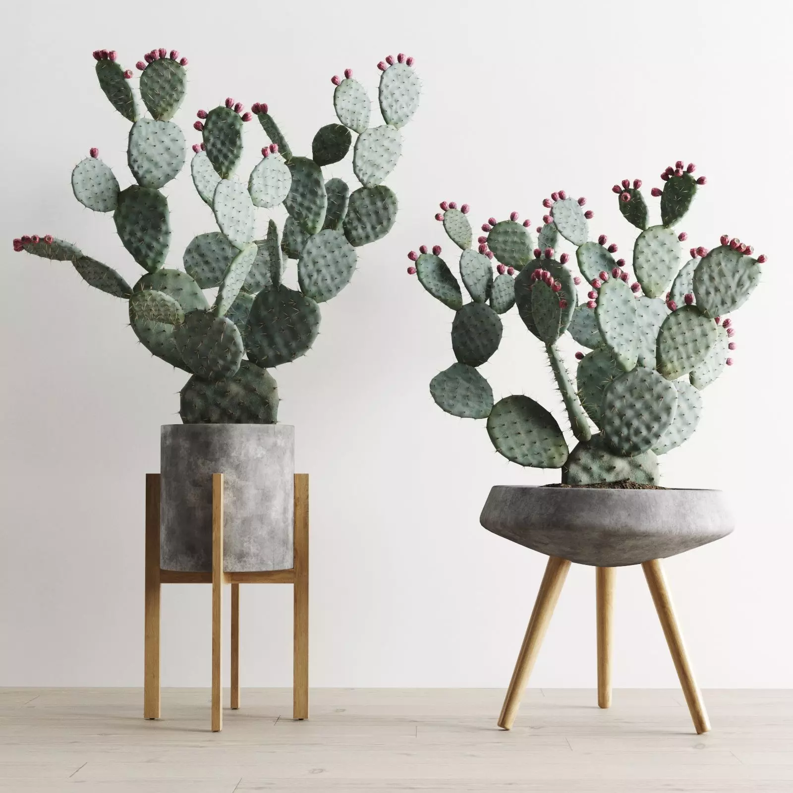 Opuntia In Concrete Planters  Cactus Set 3D model_0