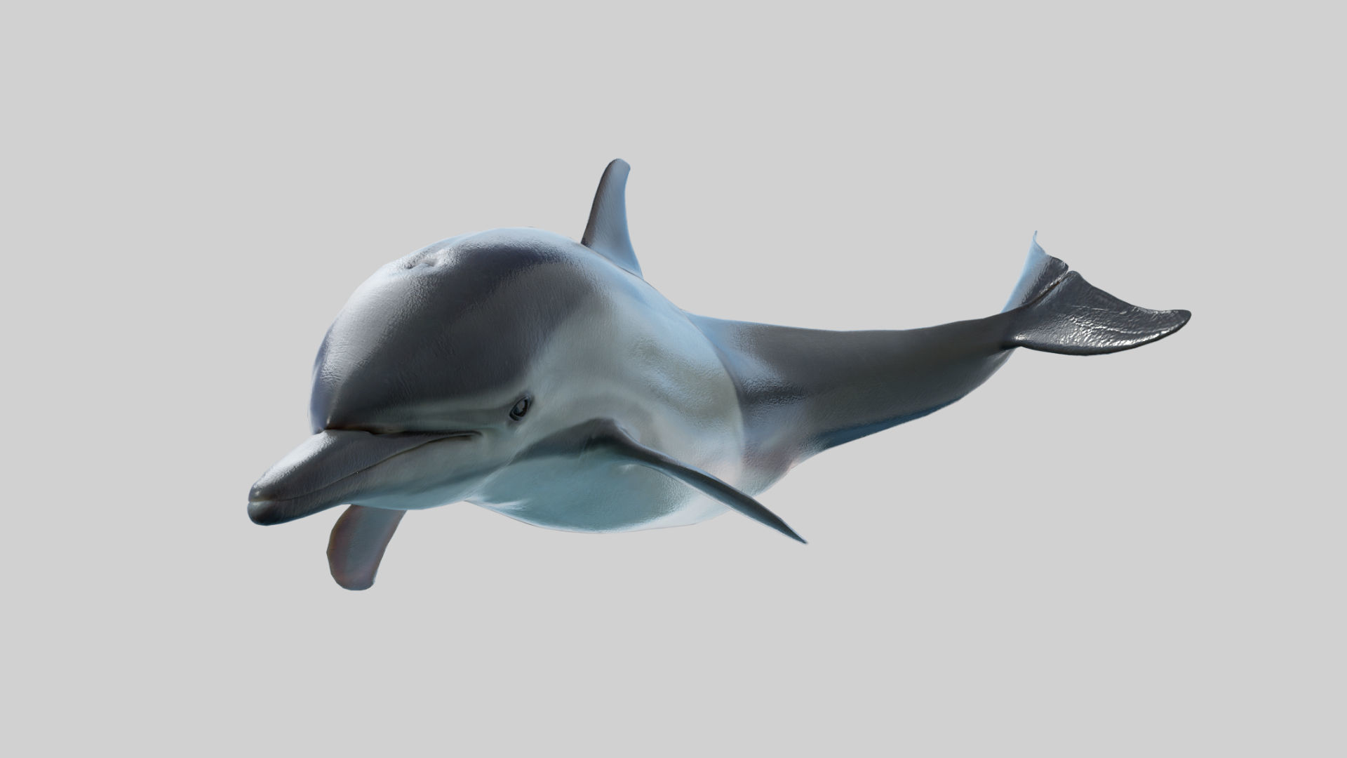 Delphinus Dolphi Animated 3D model_16
