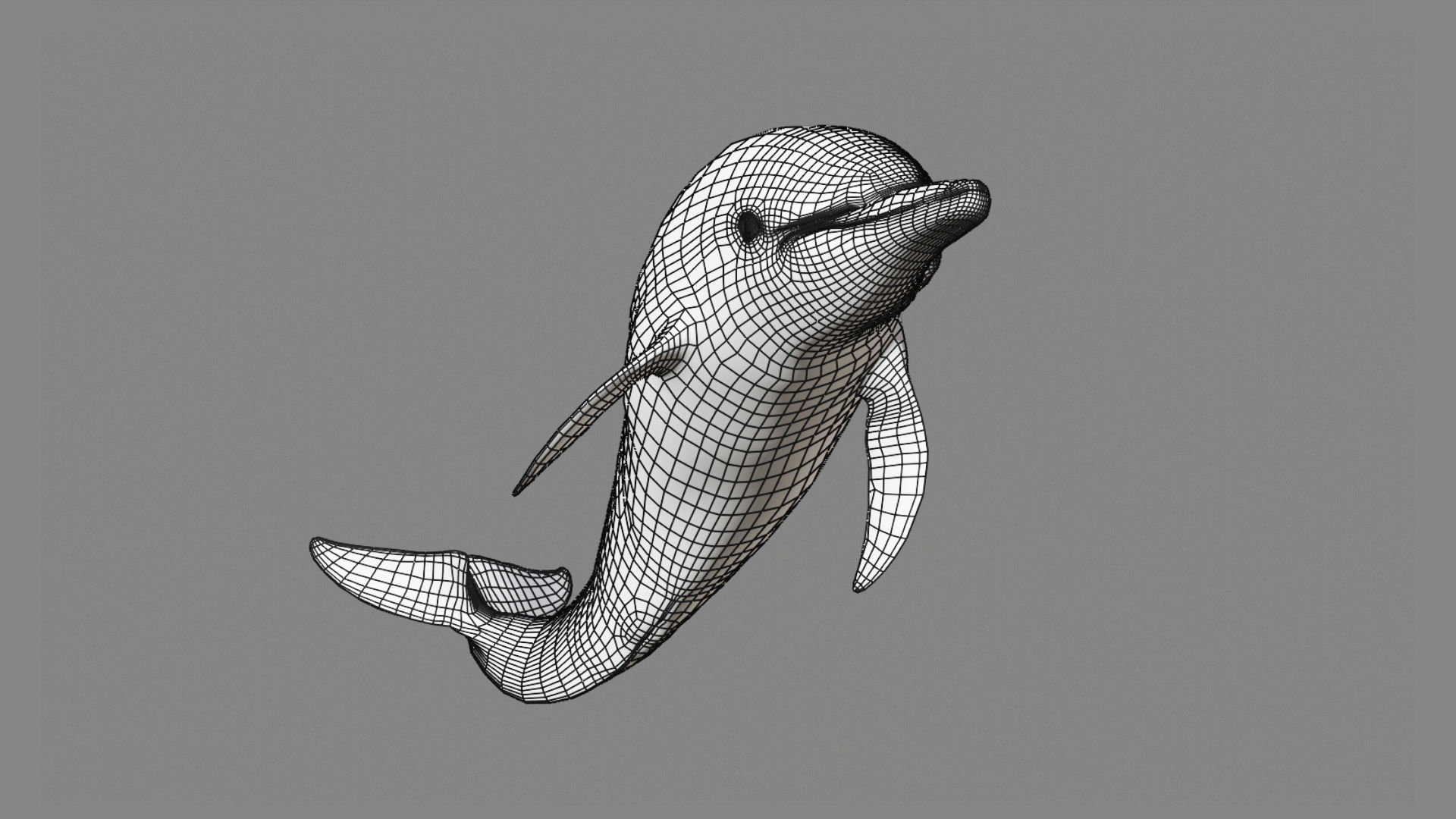 Delphinus Dolphi Animated 3D model_15