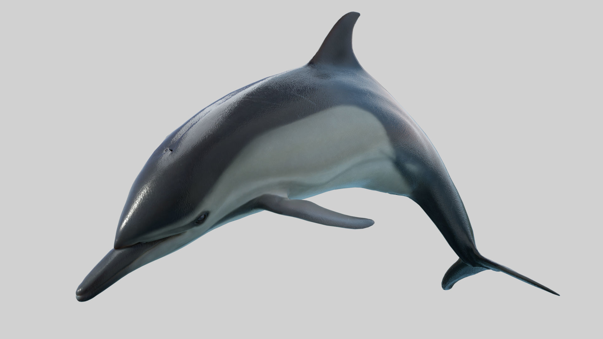 Delphinus Dolphi Animated 3D model_6