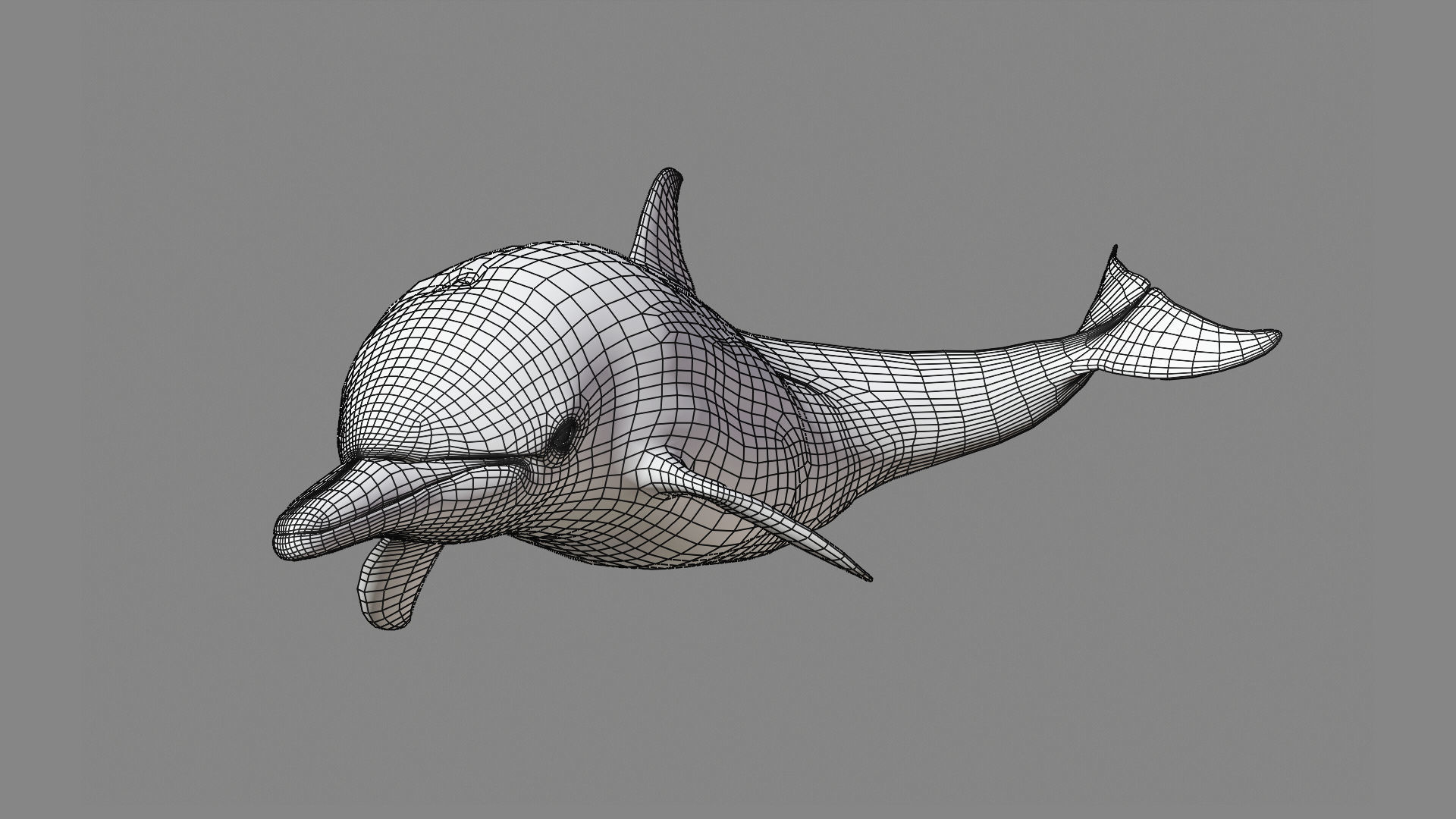 Delphinus Dolphi Animated 3D model_17