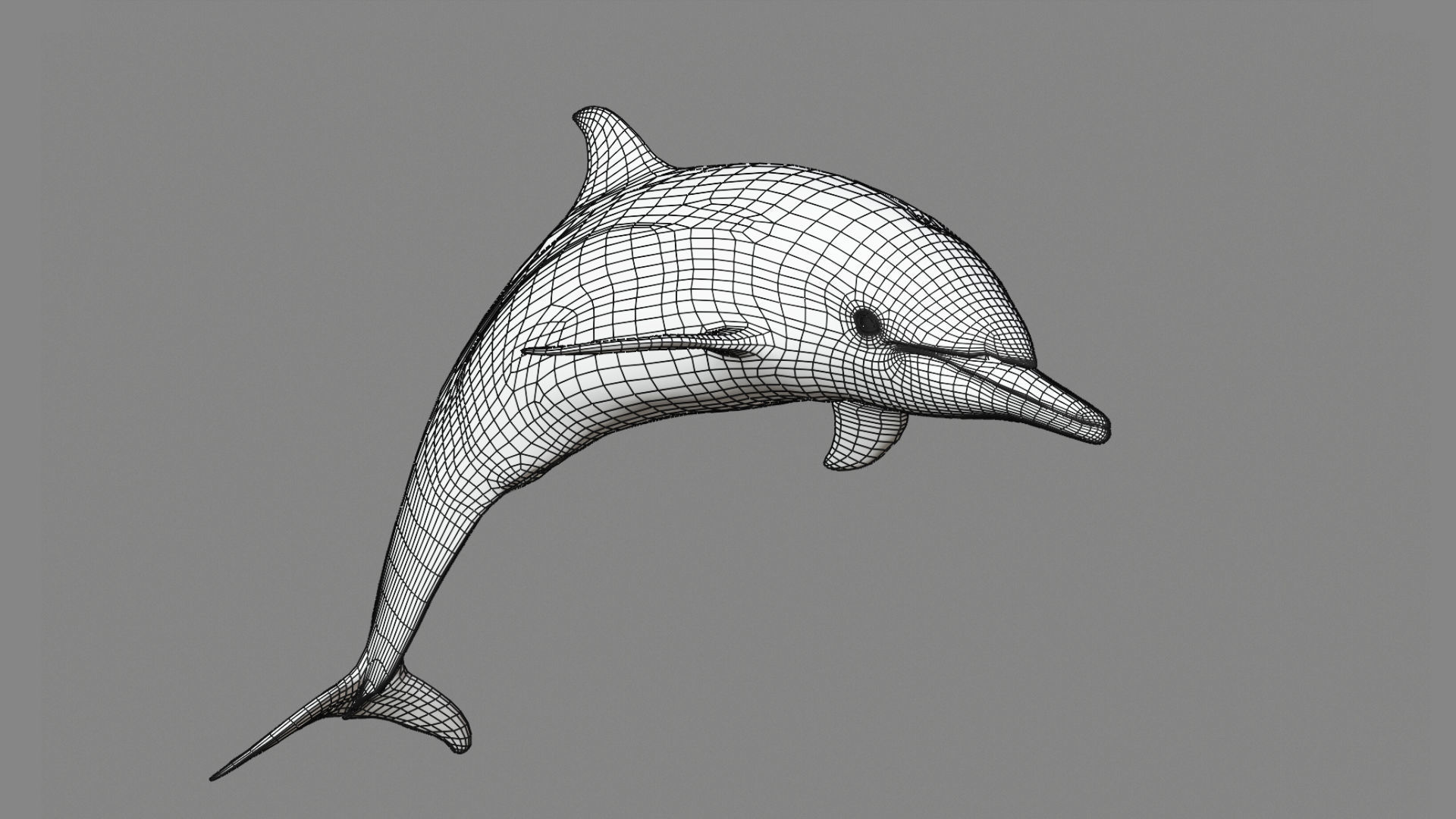 Delphinus Dolphi Animated 3D model_5