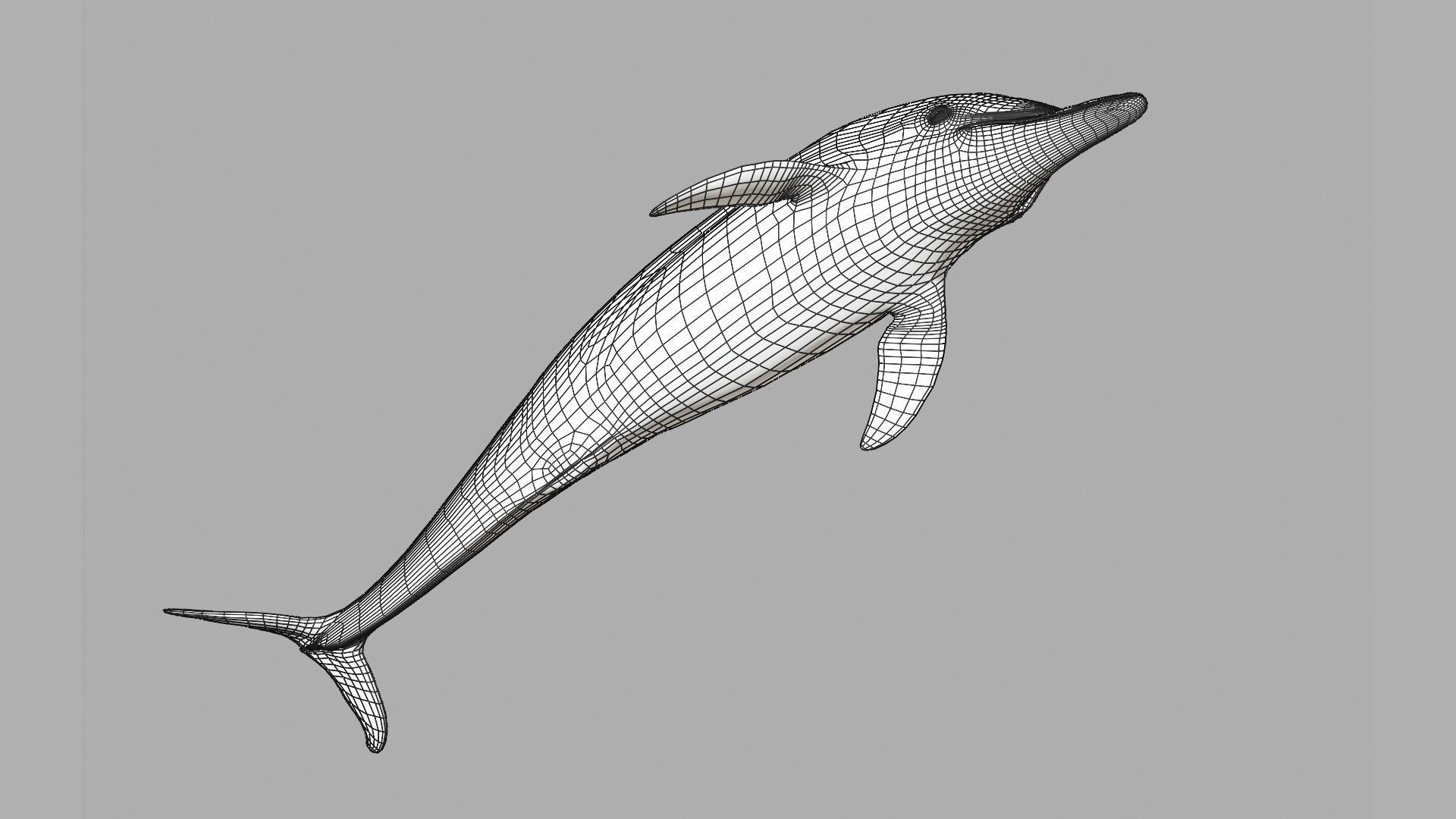 Delphinus Dolphi Animated 3D model_11