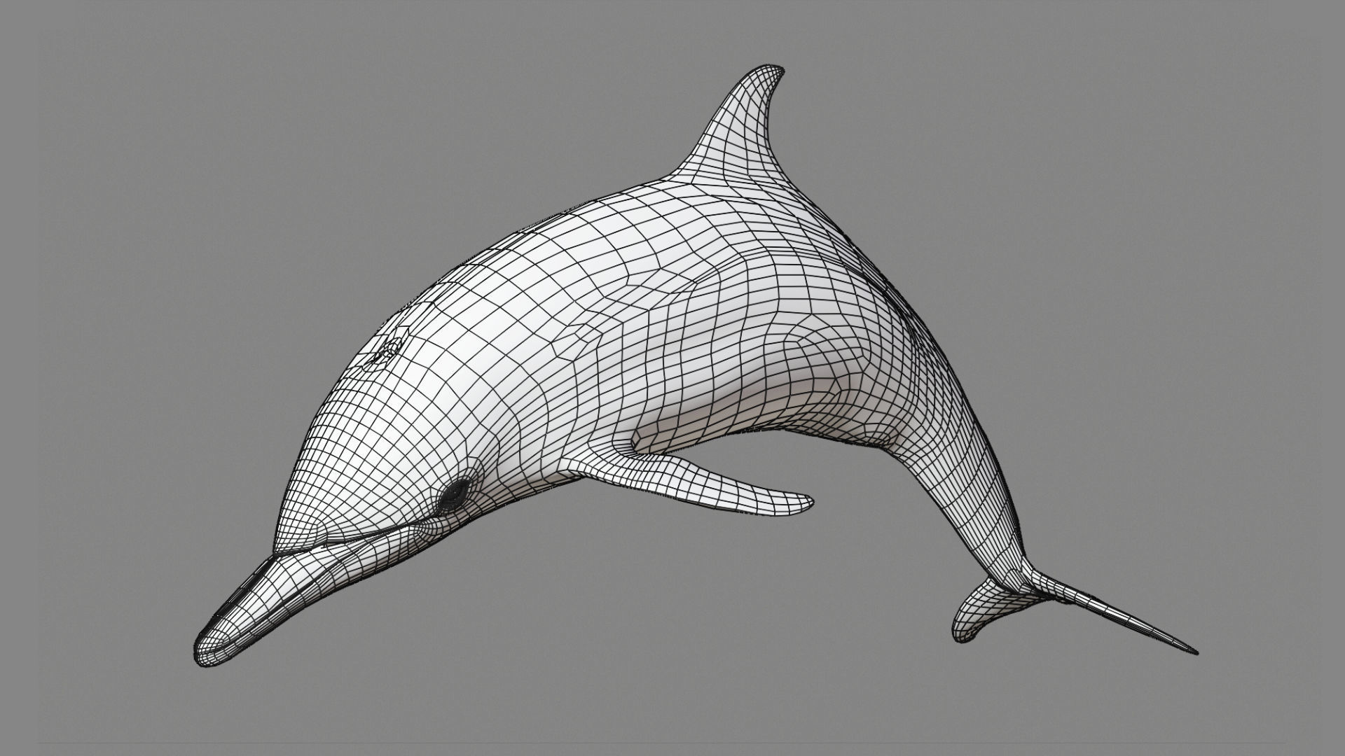 Delphinus Dolphi Animated 3D model_7