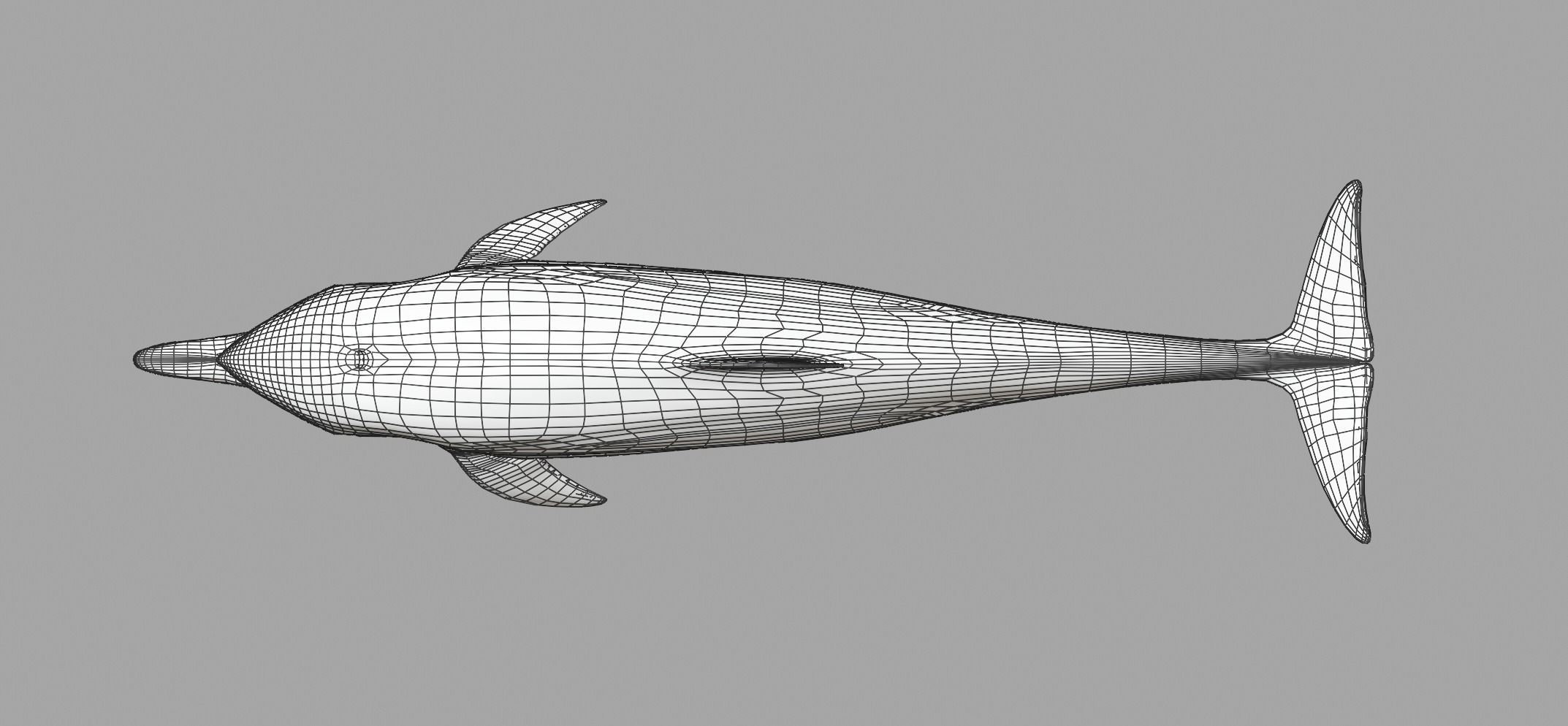 Delphinus Dolphi Animated 3D model_25