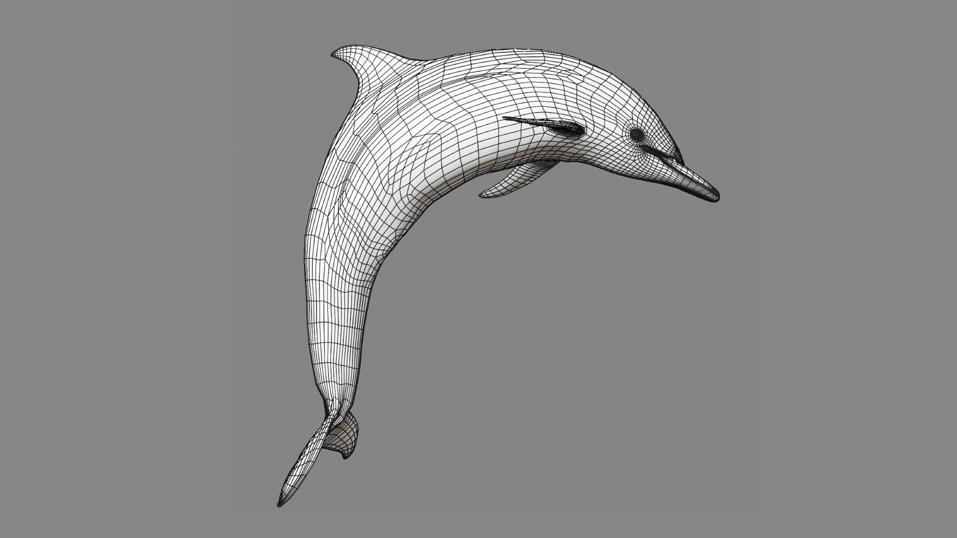 Delphinus Dolphi Animated 3D model_19