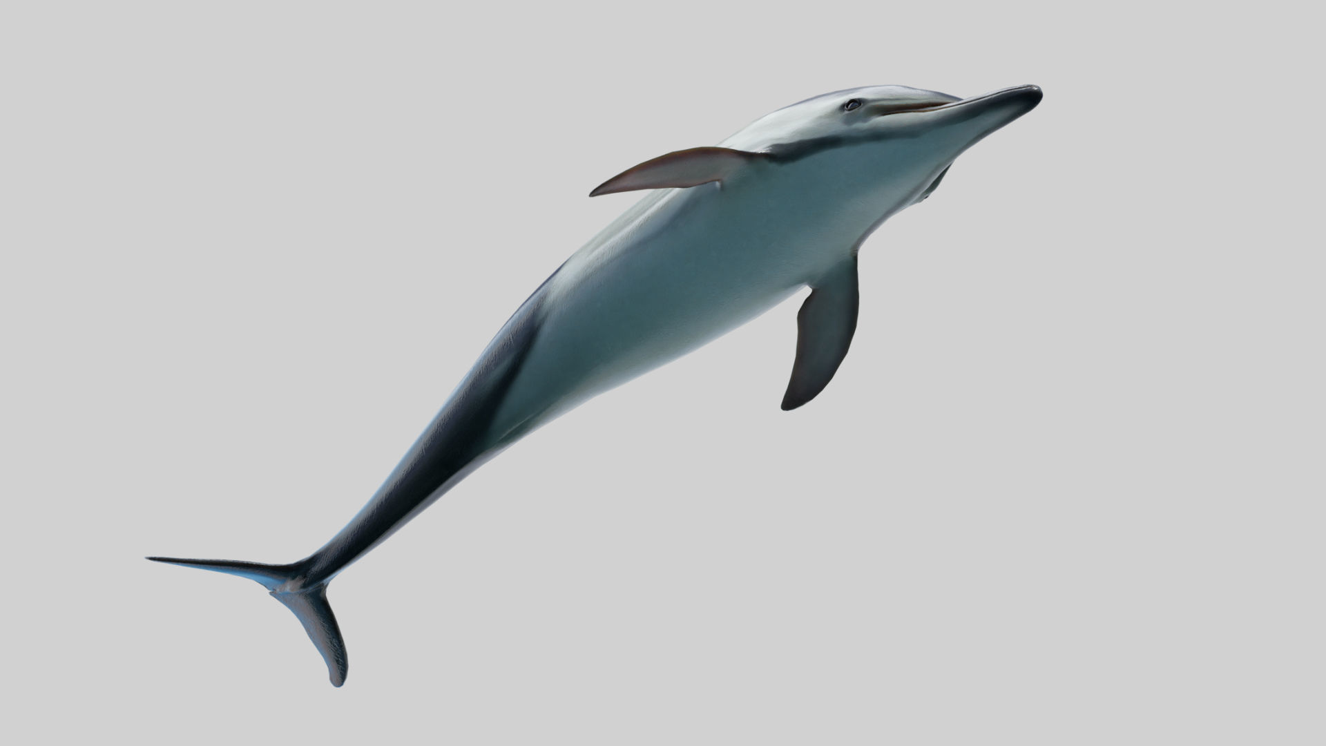 Delphinus Dolphi Animated 3D model_10