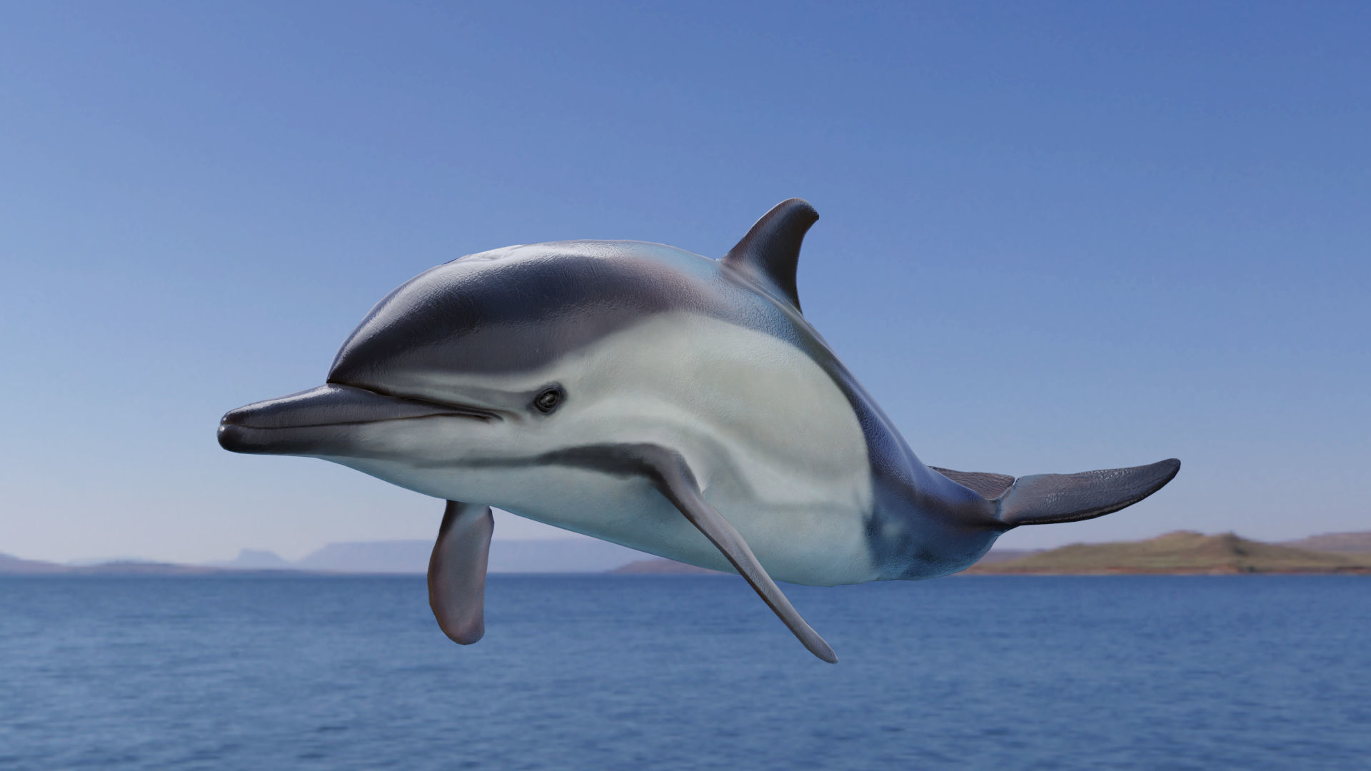 Delphinus Dolphi Animated 3D model_3