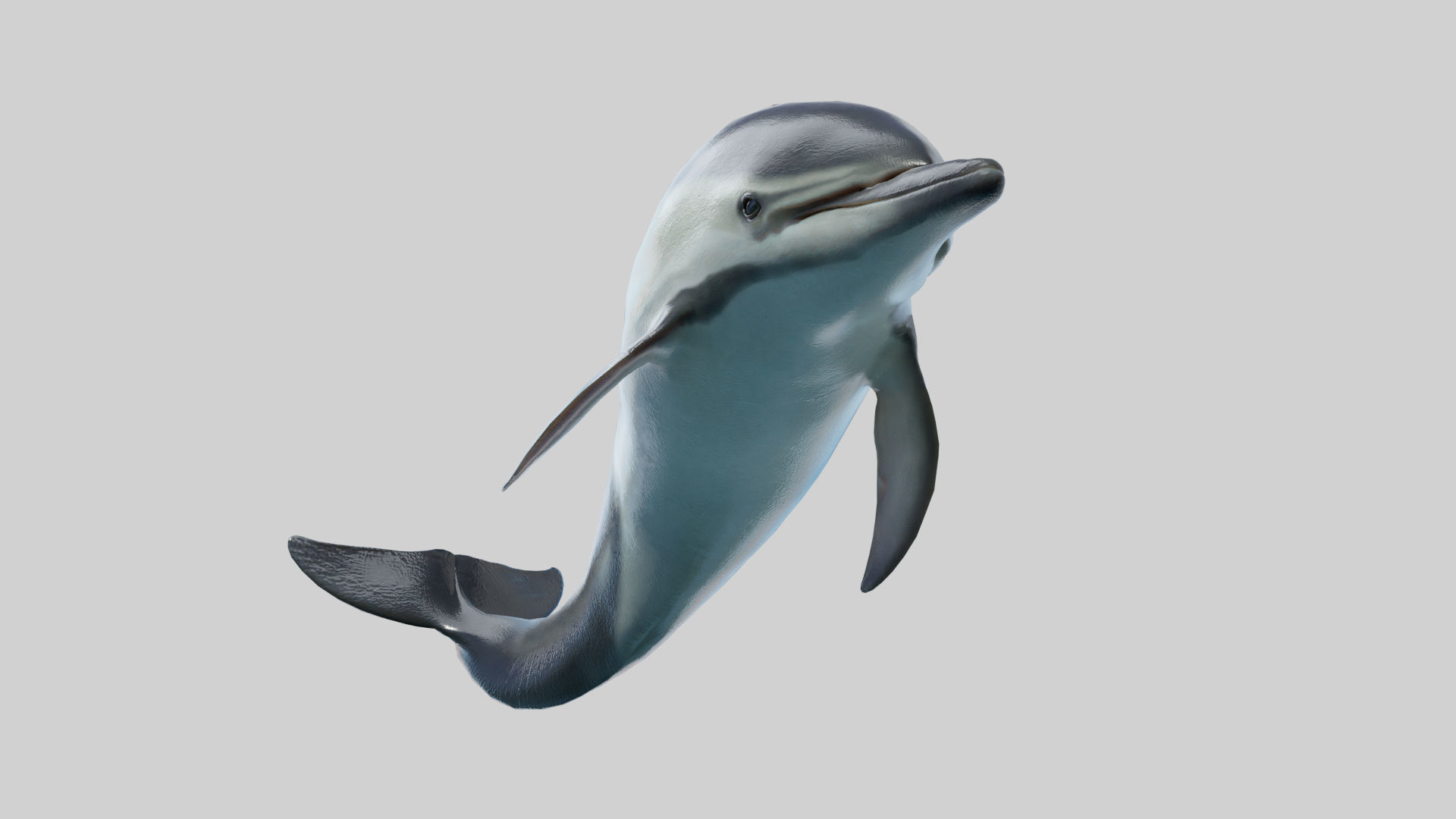 Delphinus Dolphi Animated 3D model_14