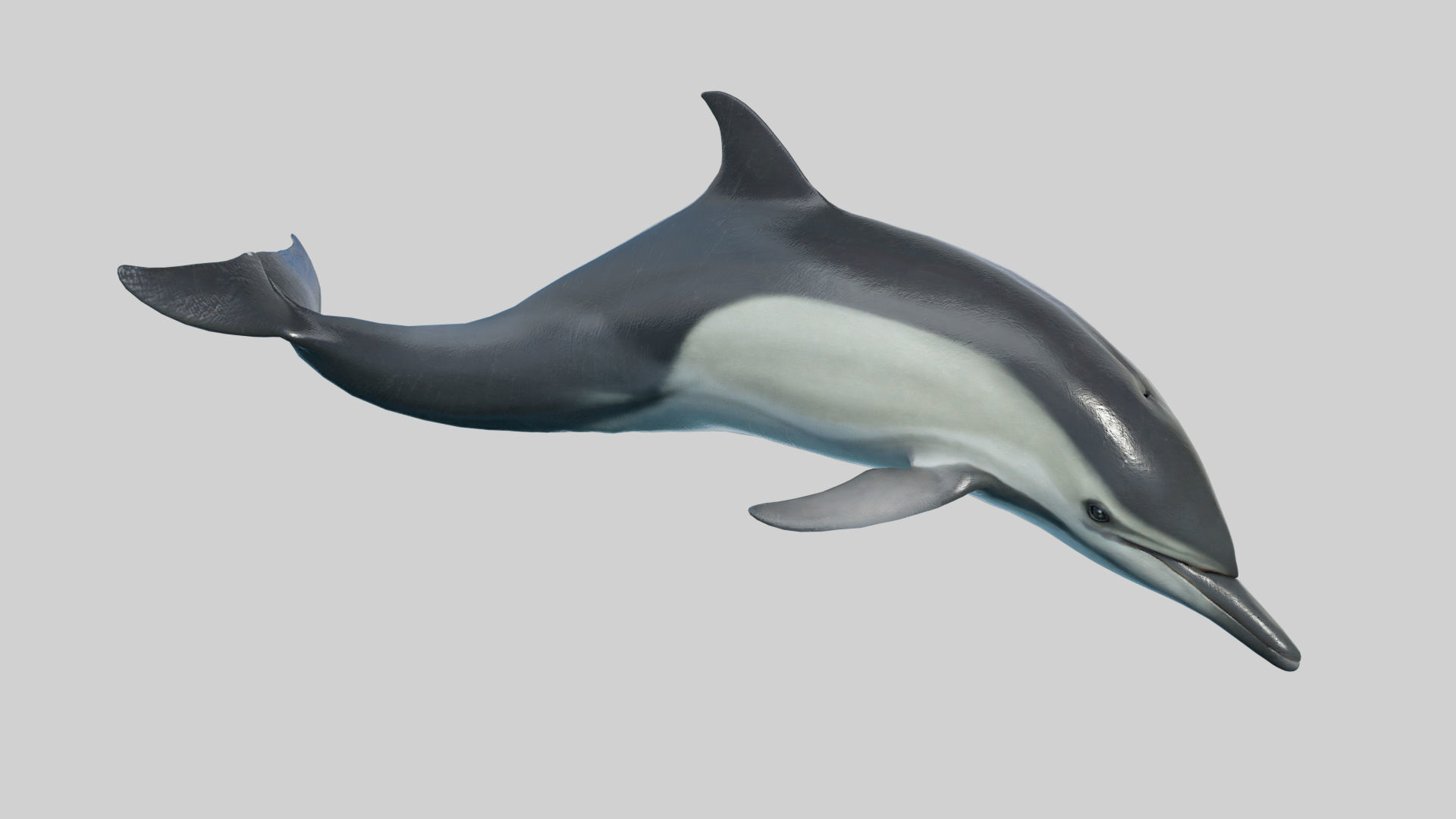 Delphinus Dolphi Animated 3D model_12