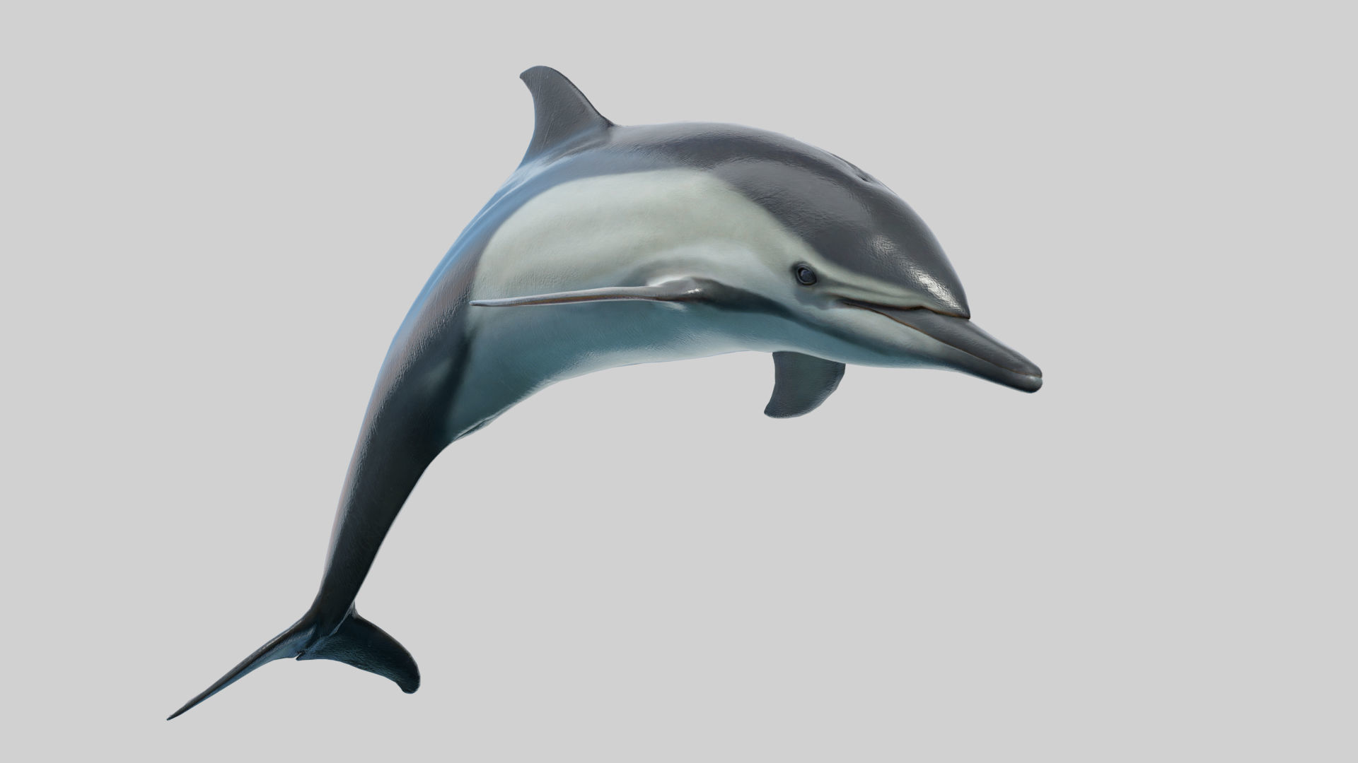 Delphinus Dolphi Animated 3D model_4
